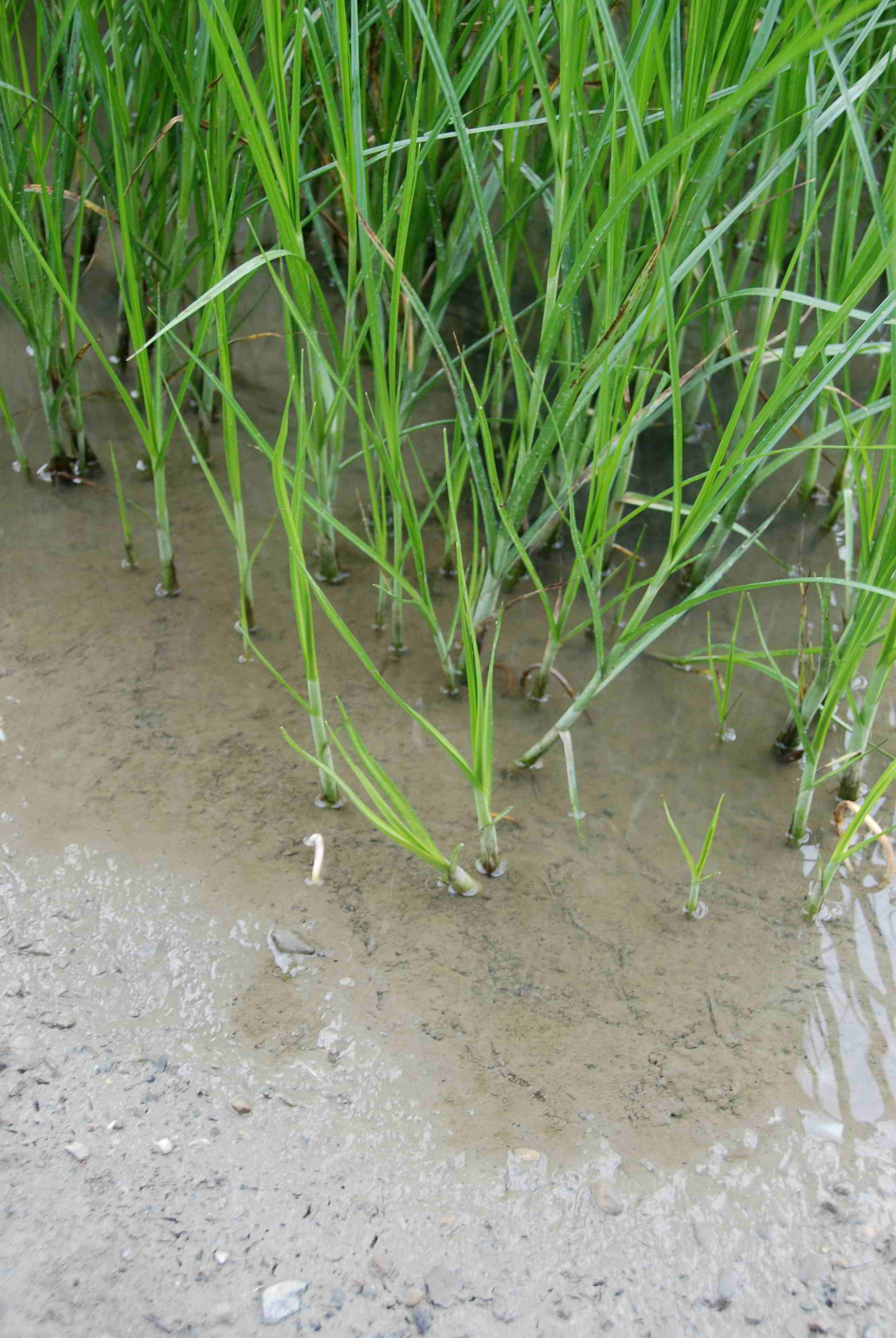 Wienerwaldsee-21072018-(13) - Parkplatz unter der Autobahnbrücke - große Lacke.JPG