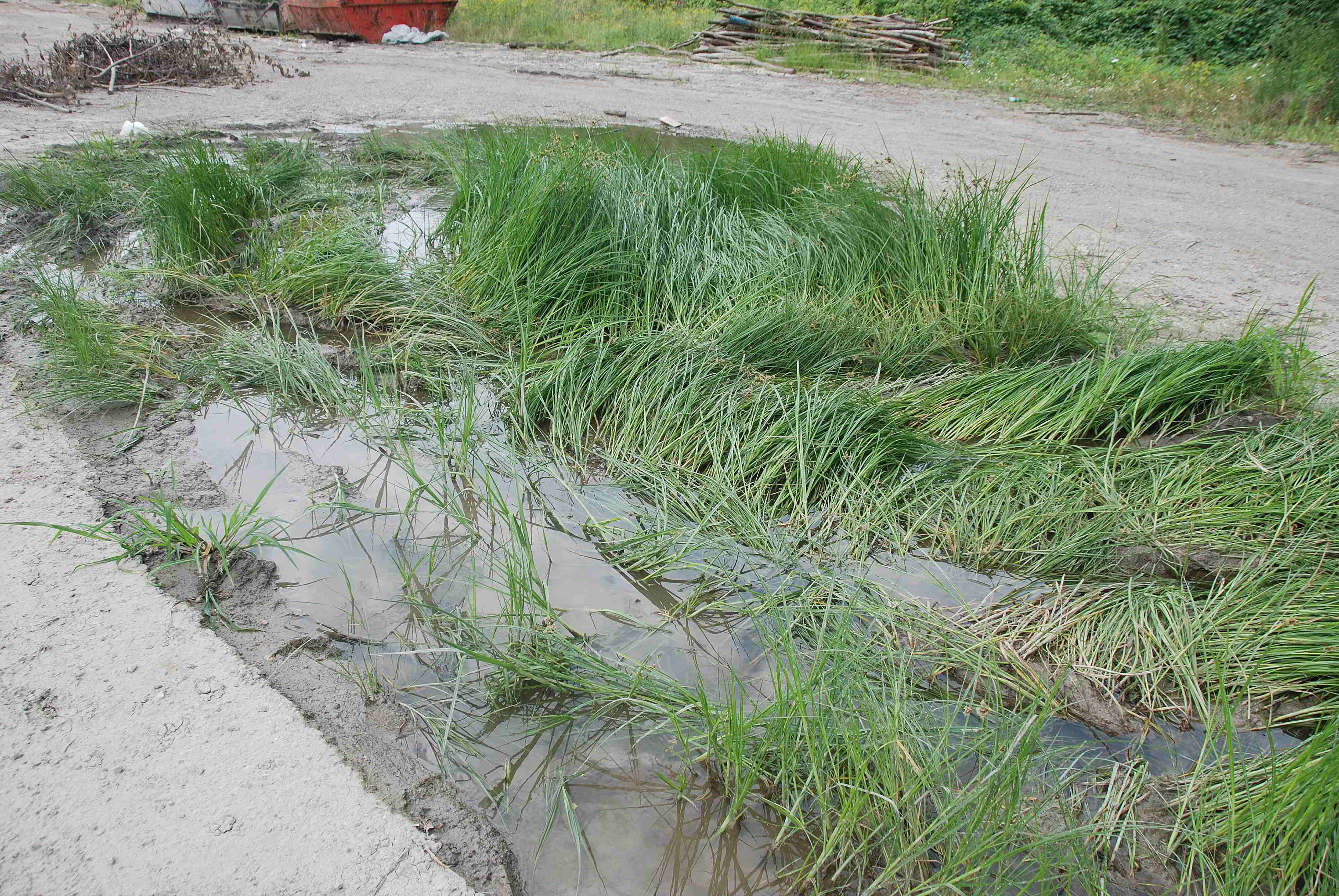 Wienerwaldsee-21072018-(7) - Parkplatz unter der Autobahnbrücke - große Lacke.JPG