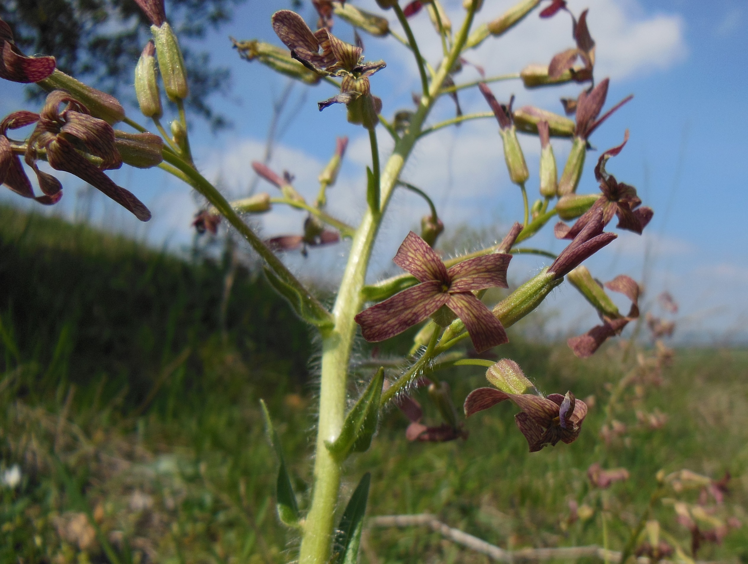 2017-04-21 DSCN8157.1.jpg