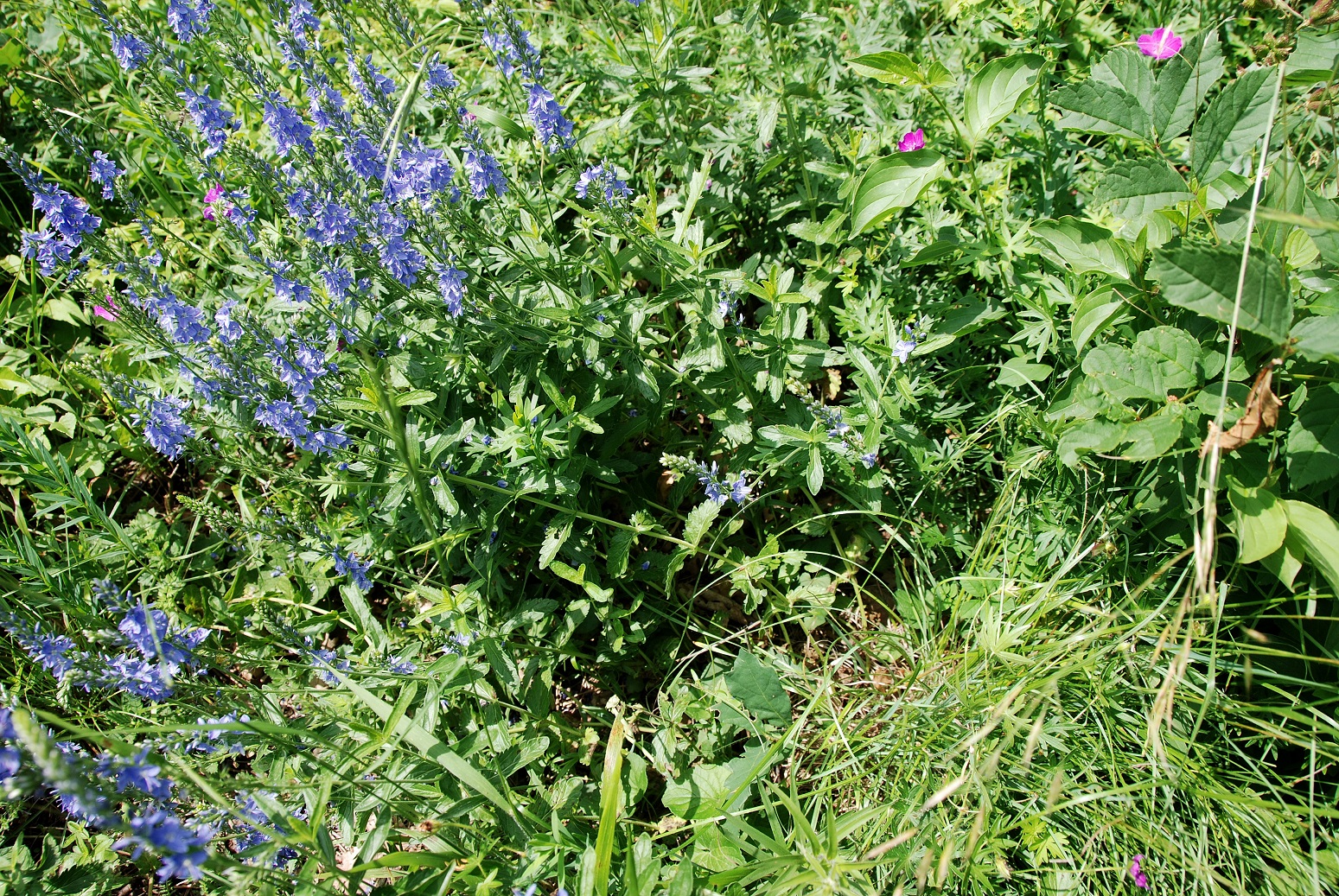 Pfaffstätten-03062018-(52)-Heferlberg neu.JPG