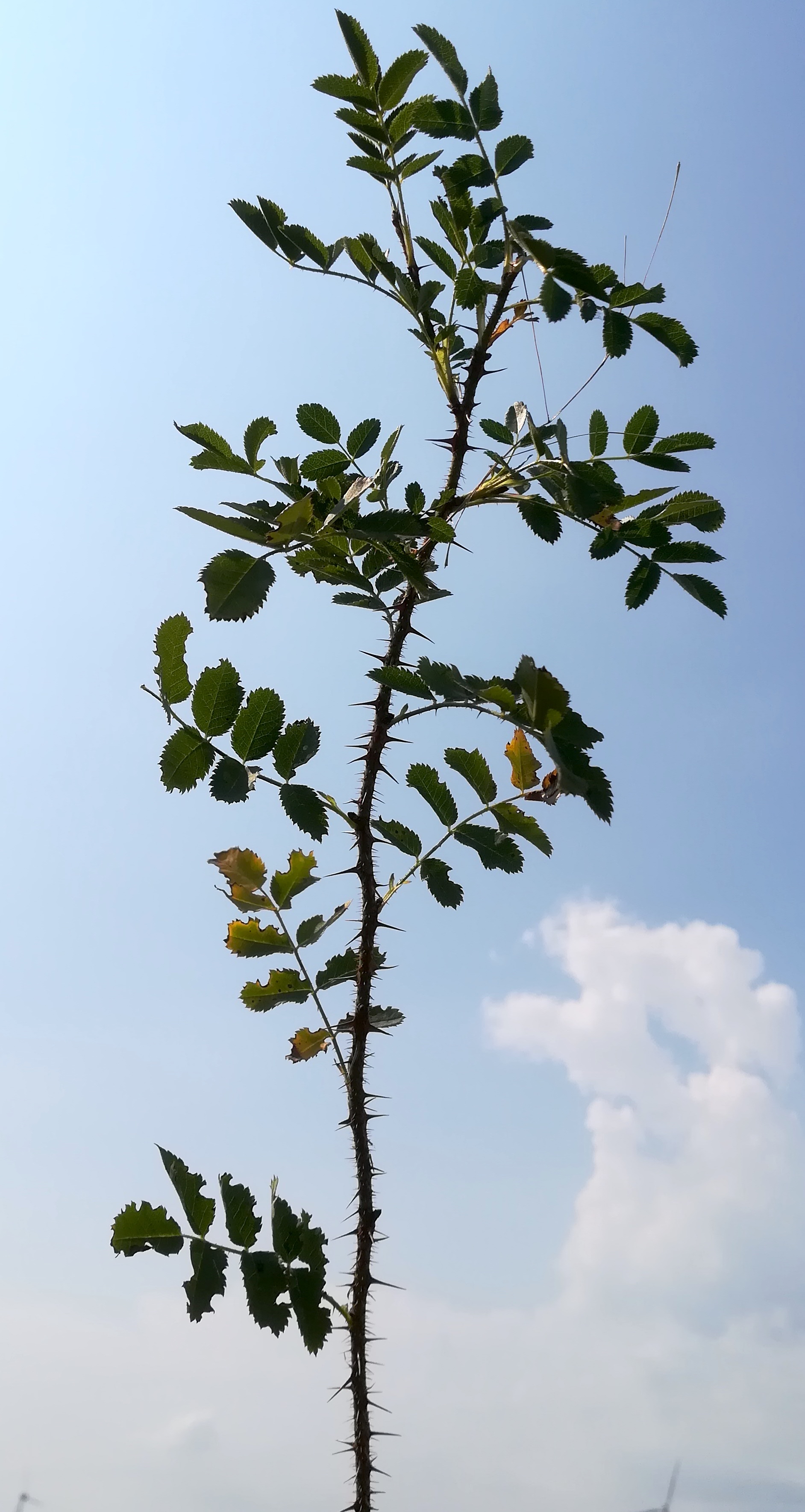 rosa spinosissima zw. raasdorf und markgrafneusiedl_20180824_114814.jpg