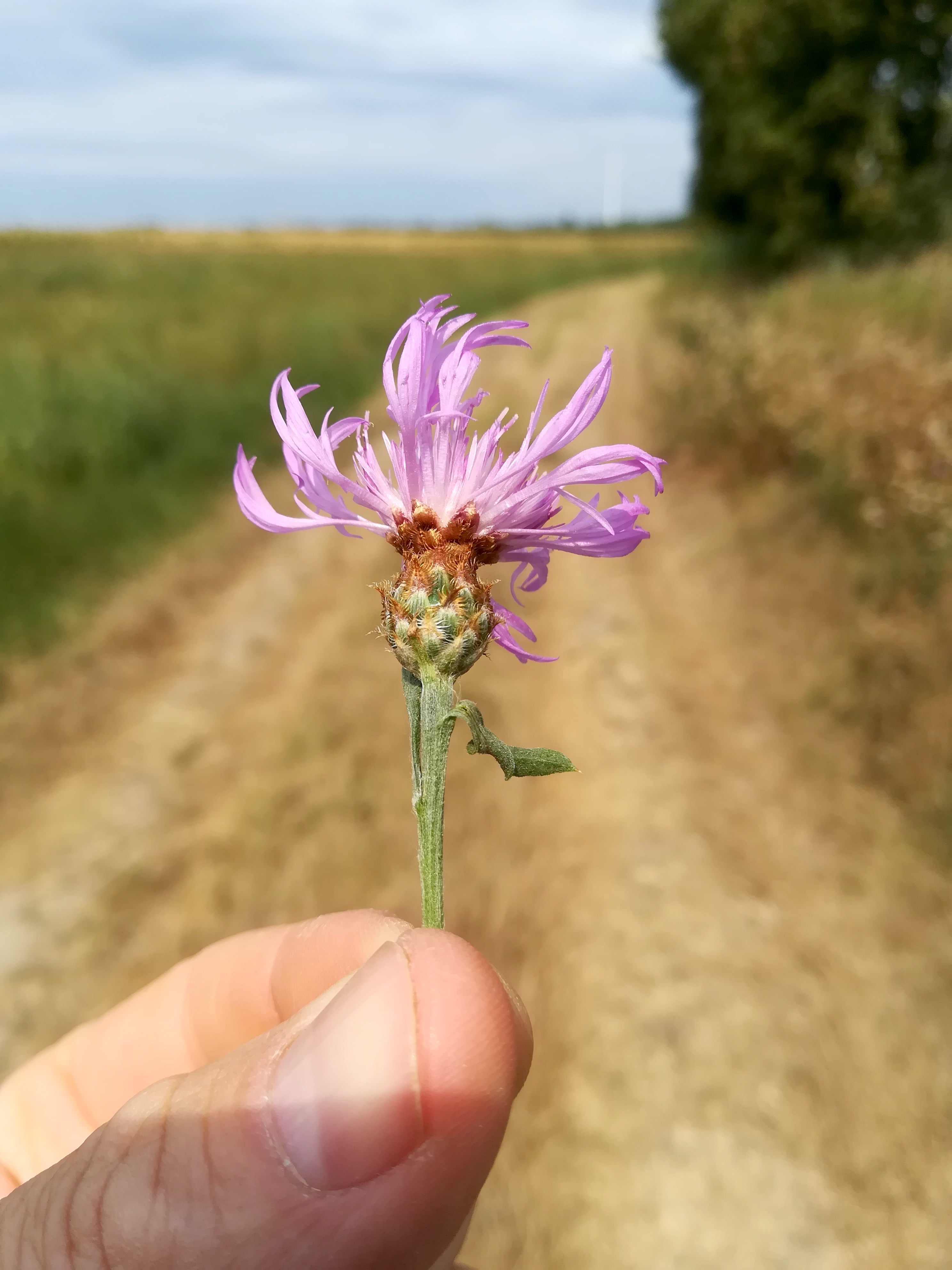centaurea jacea subsp. subjacea zw. raasdorf und markgrafneusiedl_20180824_121755.jpg
