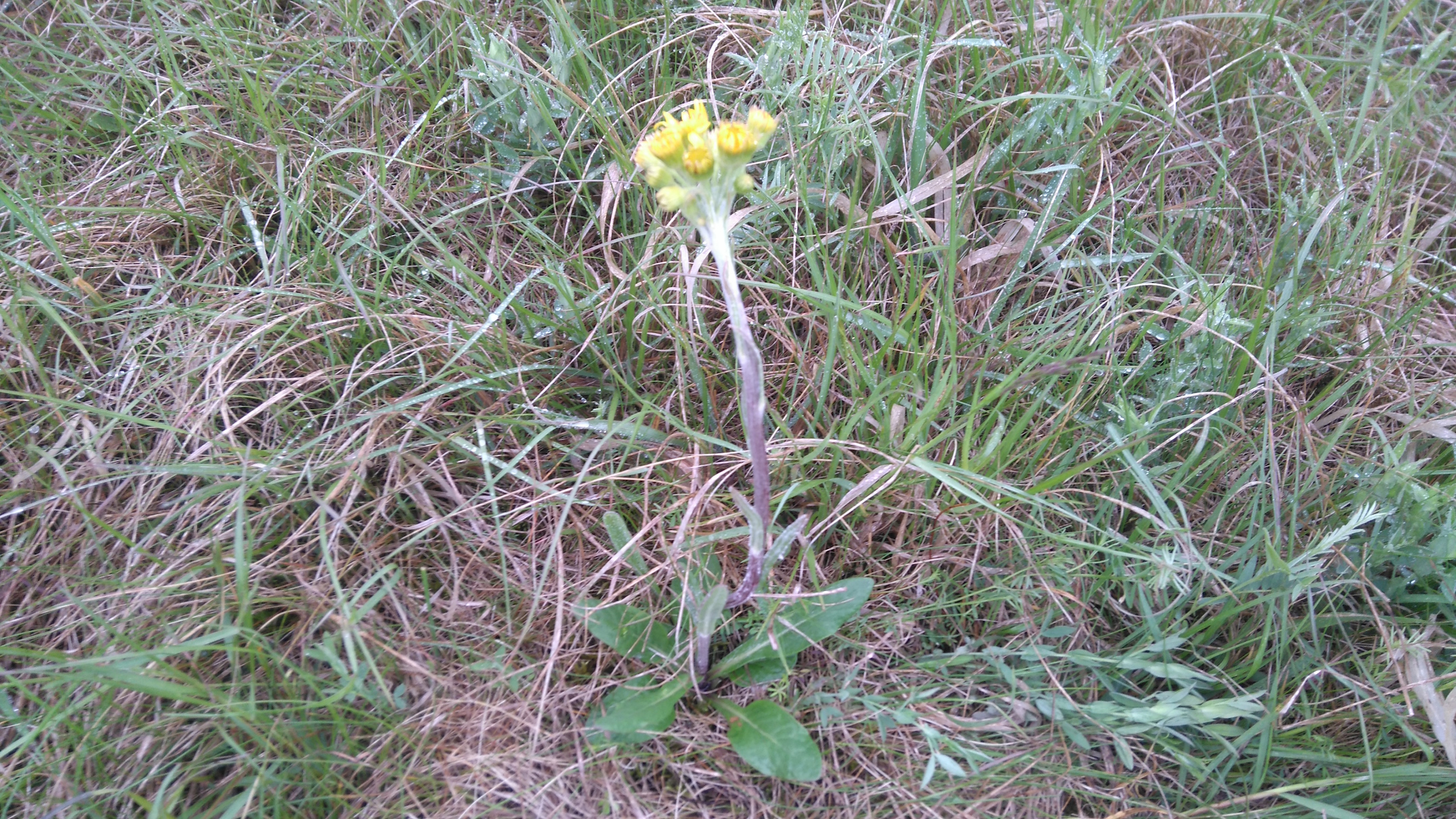 tephroseris_NSG frauenwiesen_8223.JPG