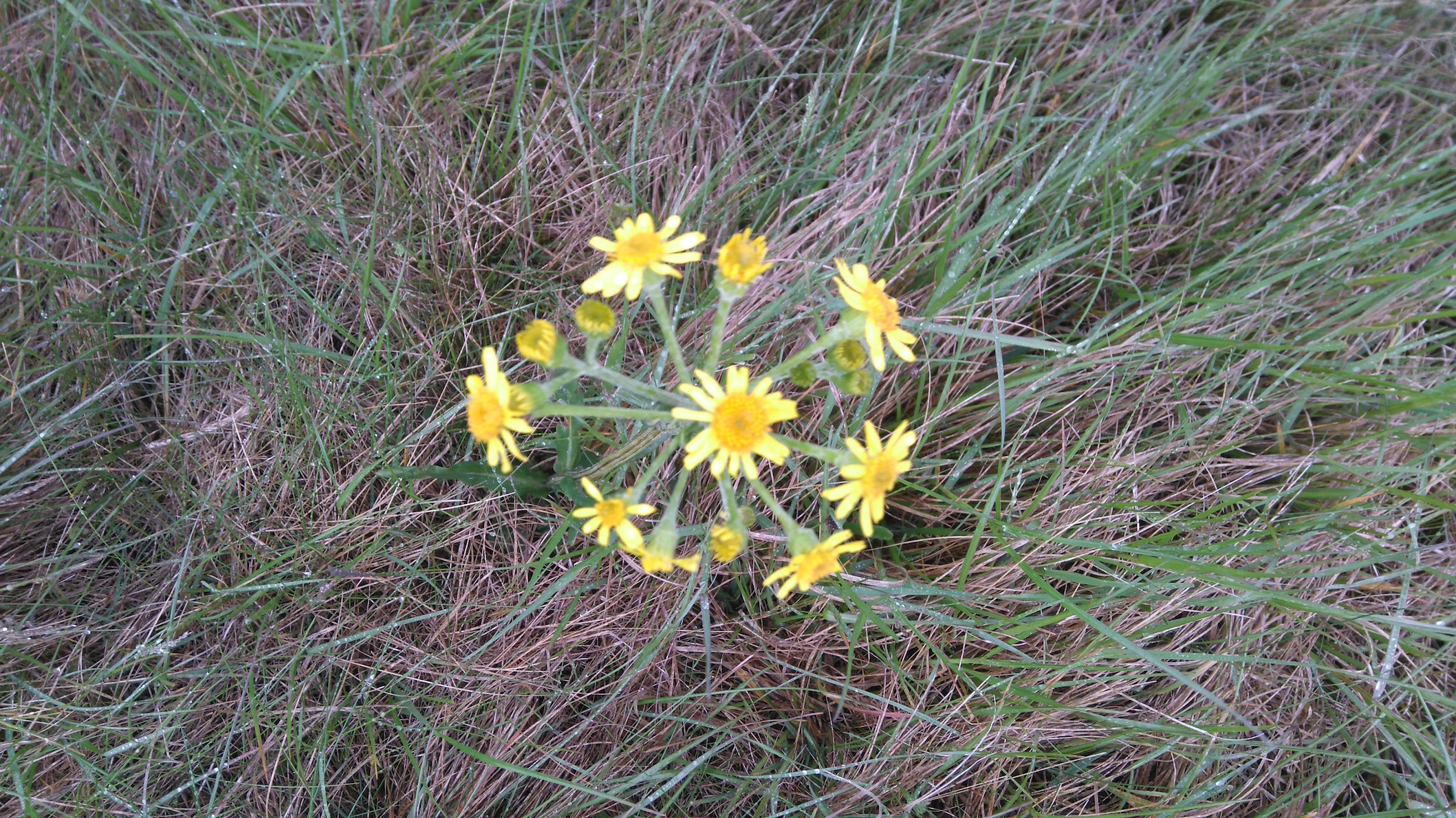 tephroseris_NSG frauenwiesen_8235.JPG