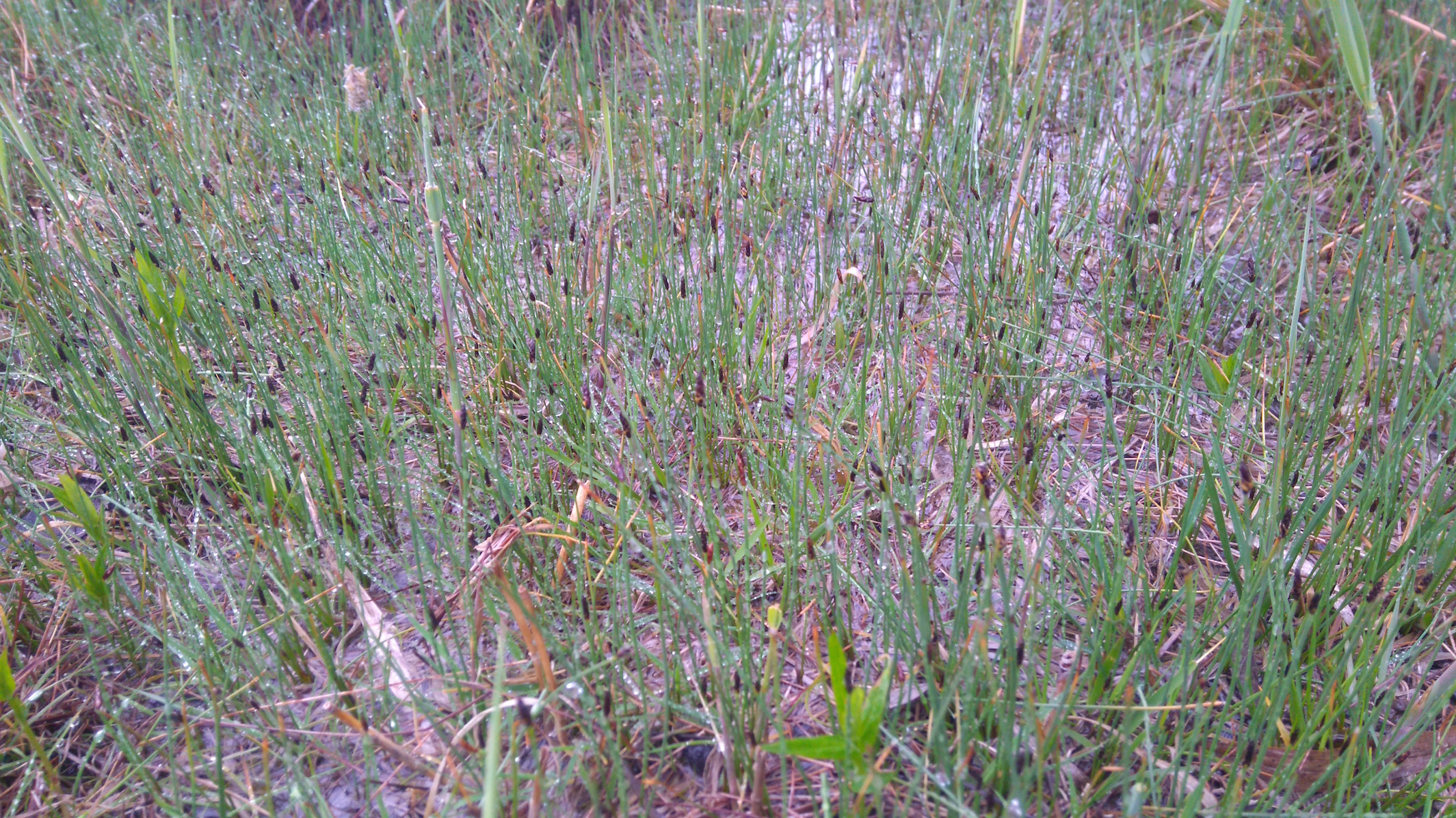 eleocharis uniglumis_NSG frauenwiesen_8211.JPG