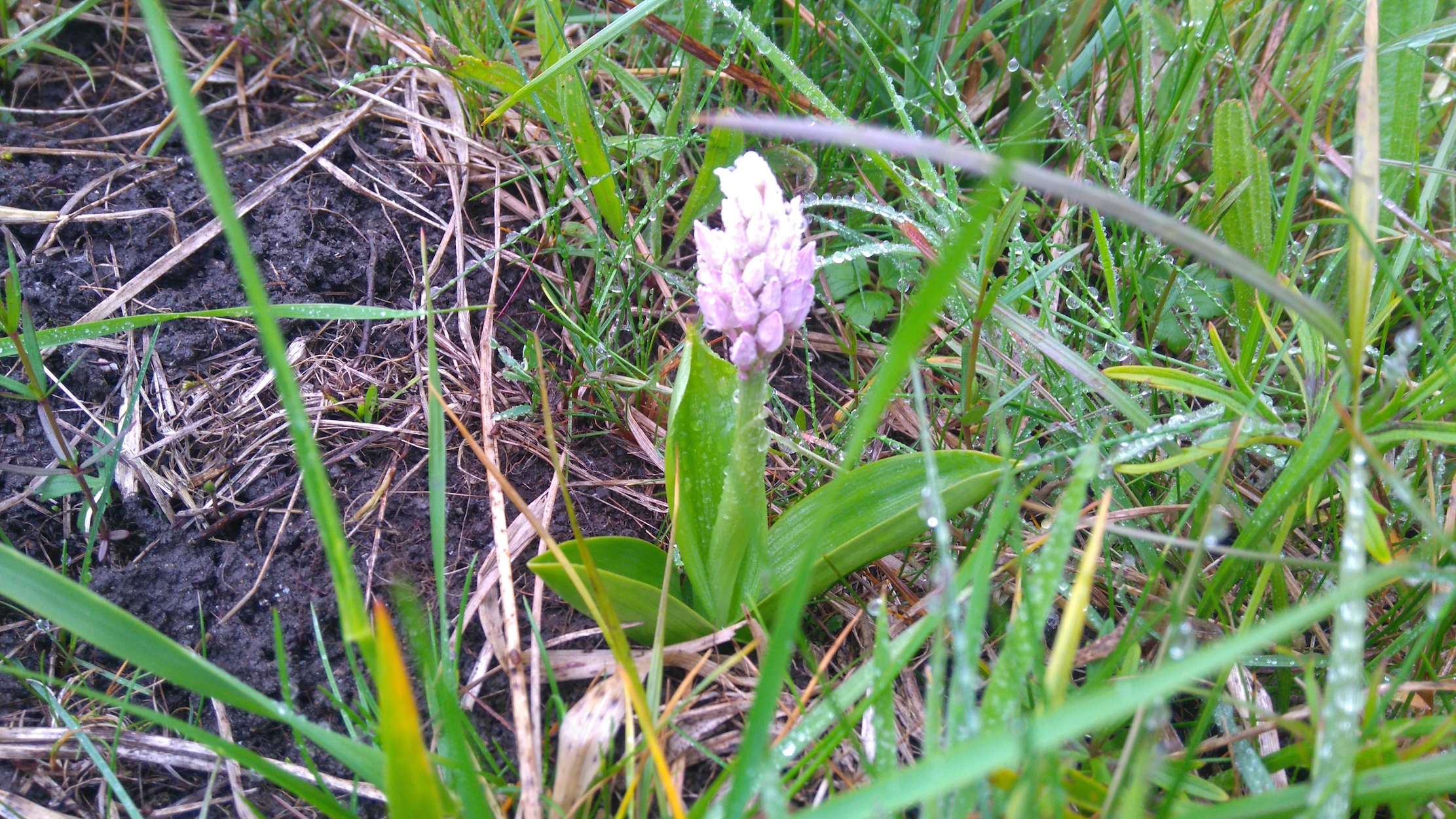 orchidaceae sp_NSG frauenwiesen_8207.JPG