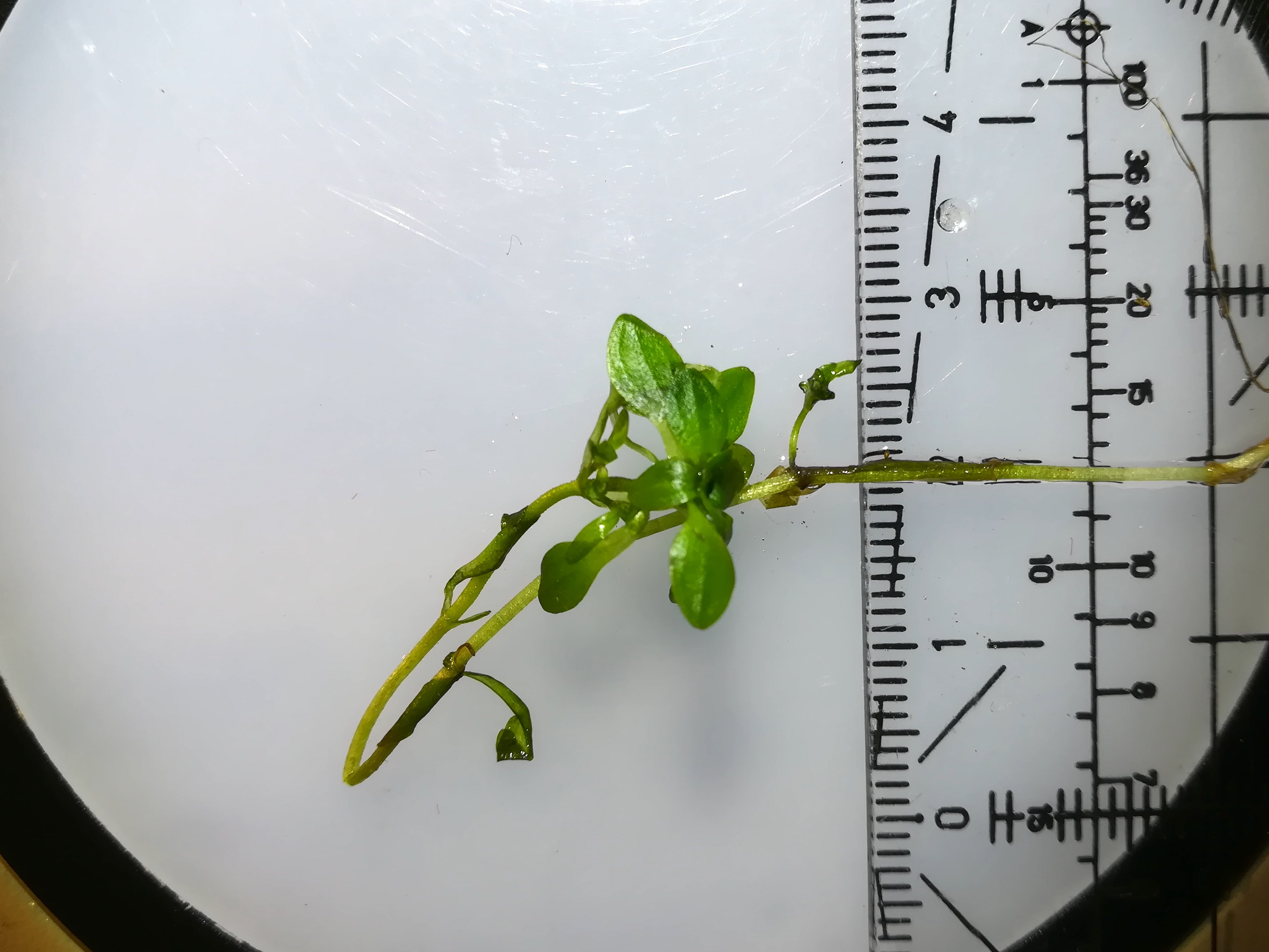 callitriche palustris agg. fischa schwadorf_20180830_210822.jpg