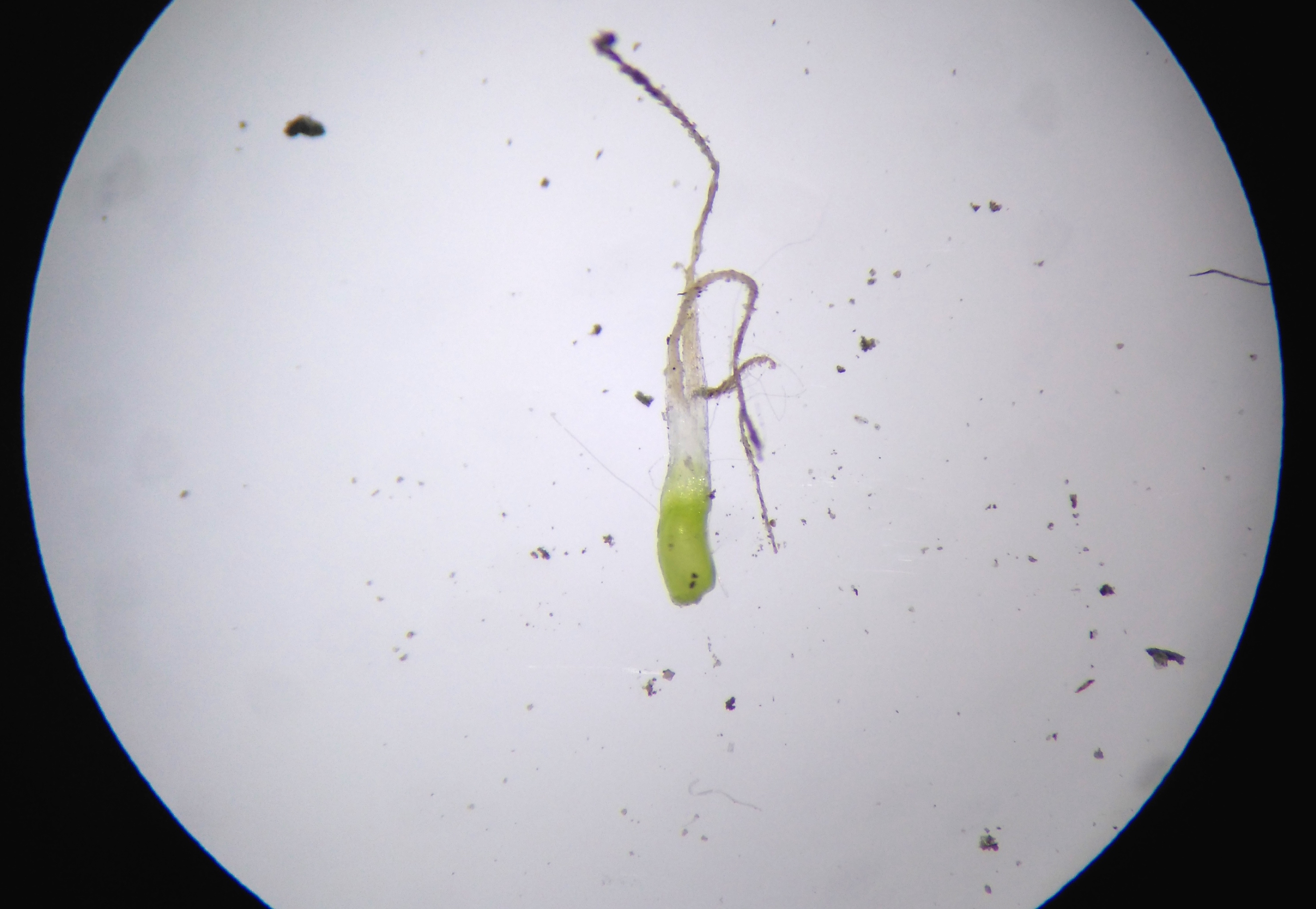 eleocharis uniglumis_NSG frauenwiesen_8256.JPG