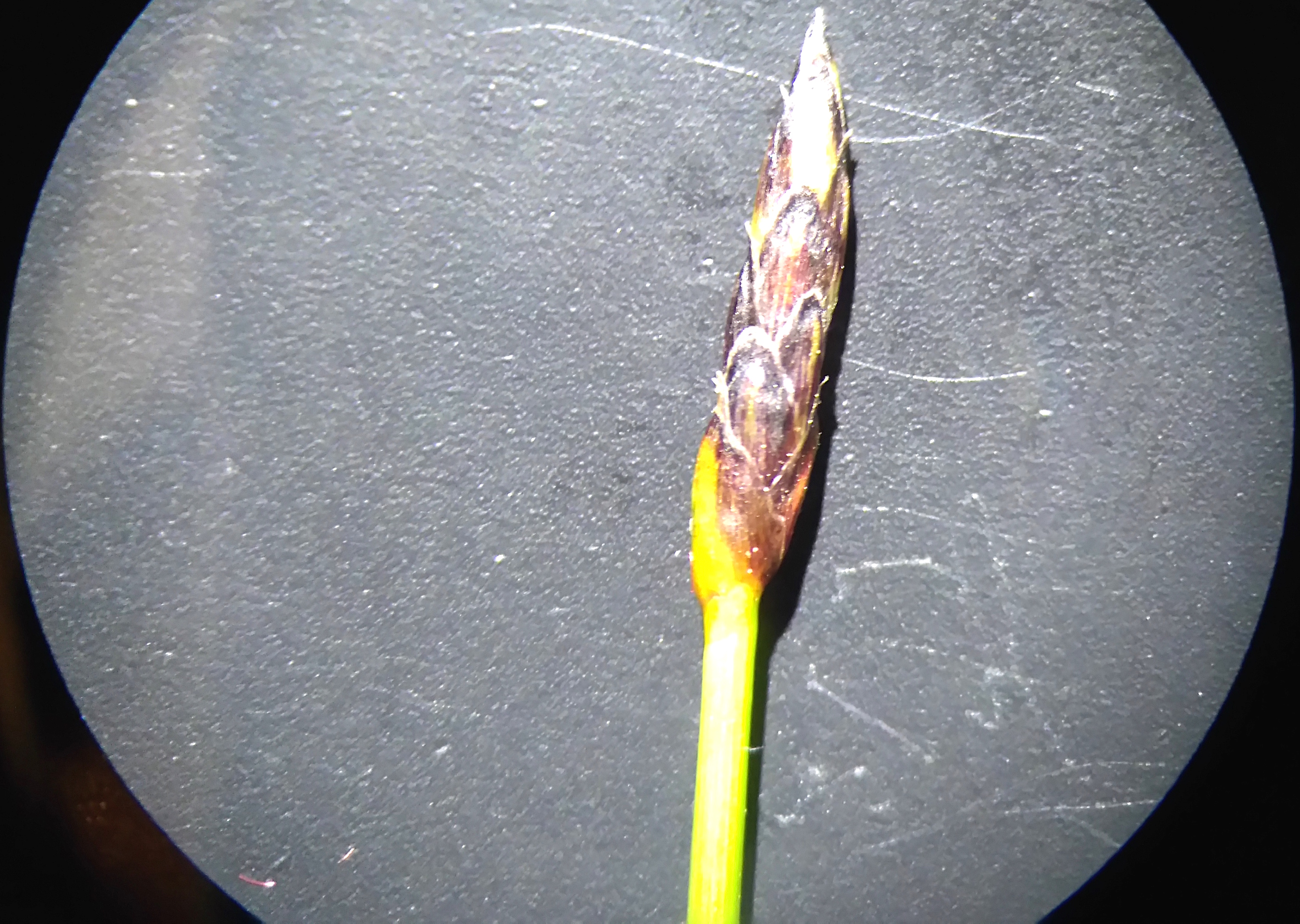 eleocharis uniglumis_NSG frauenwiesen_8268.JPG