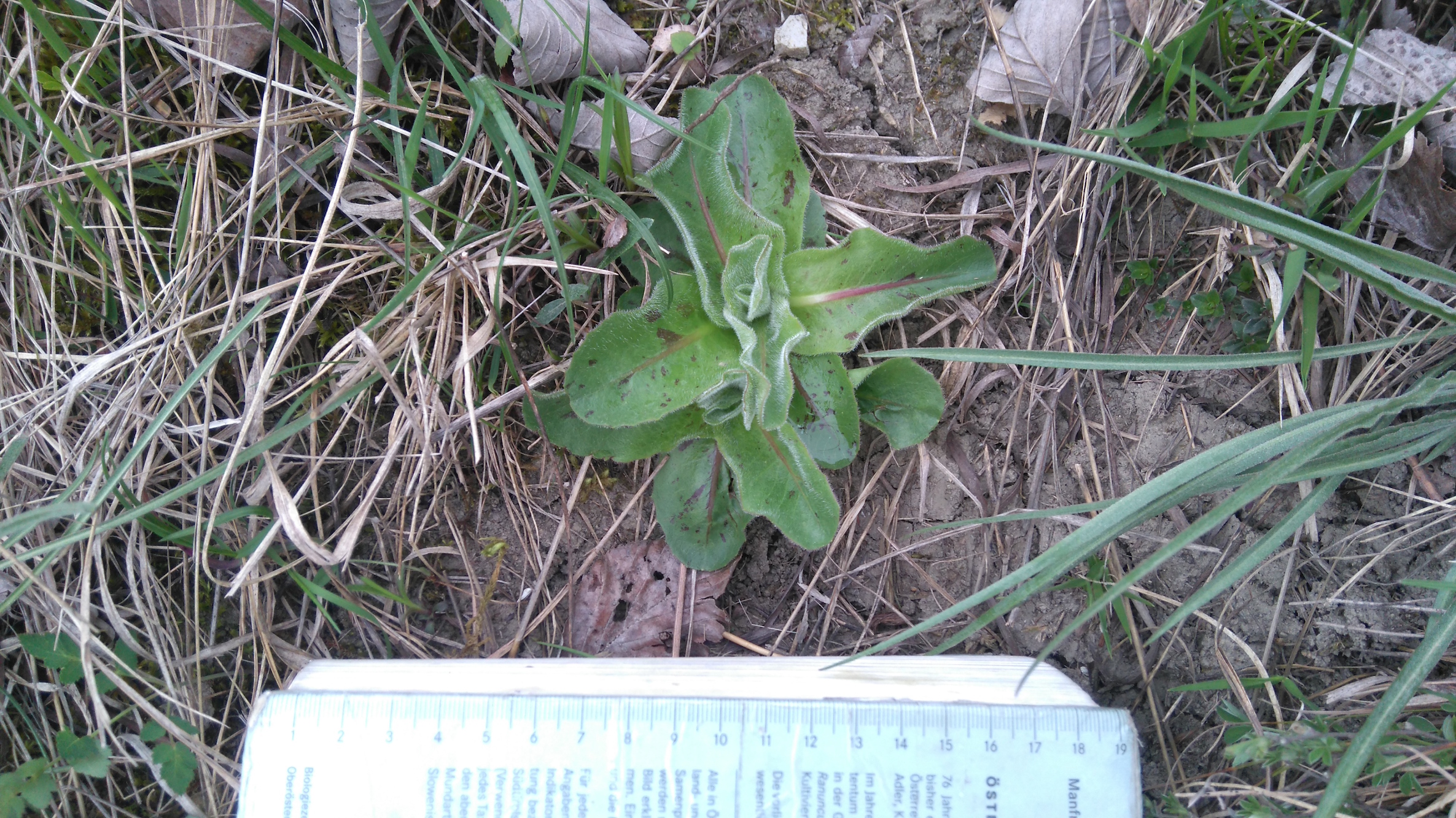 hypochaeris maculata_bisamberg südseitiger steinbruch6528.JPG