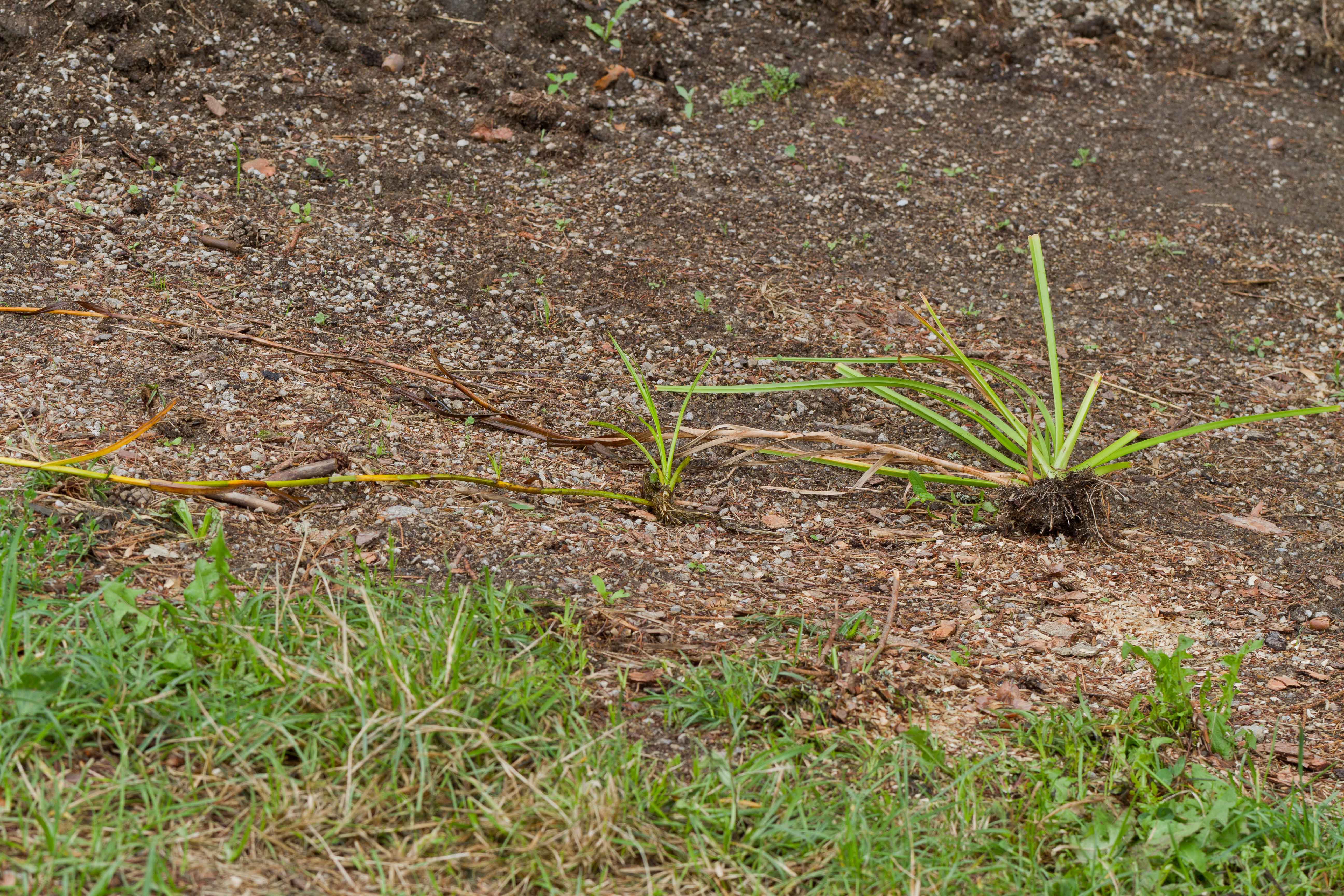 Cyperaceae_Scirpus radicans cf 3-2.jpg