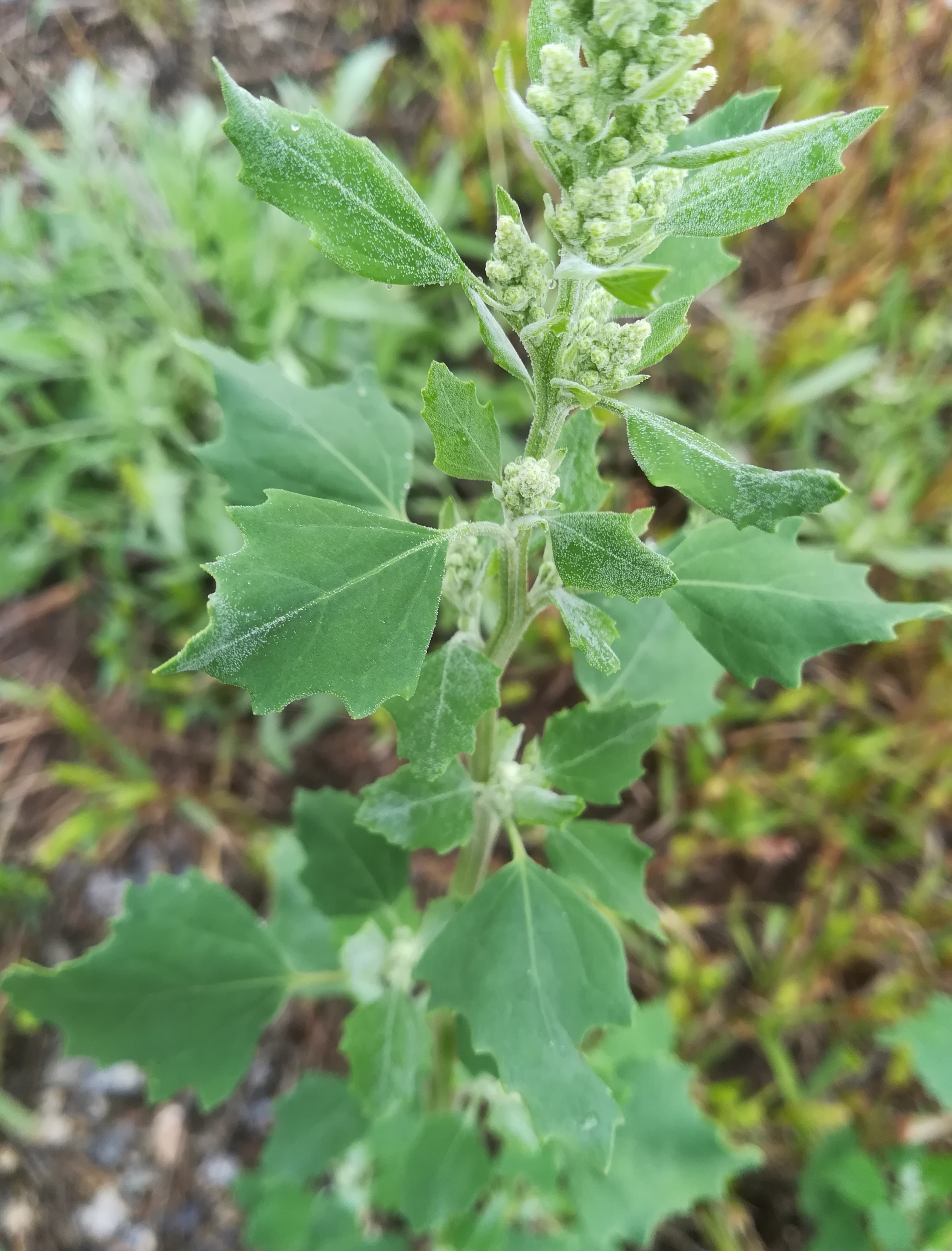 chenopodium cf. opulifolium nahe bhf gramatneusiedl_20180903_135358.jpg