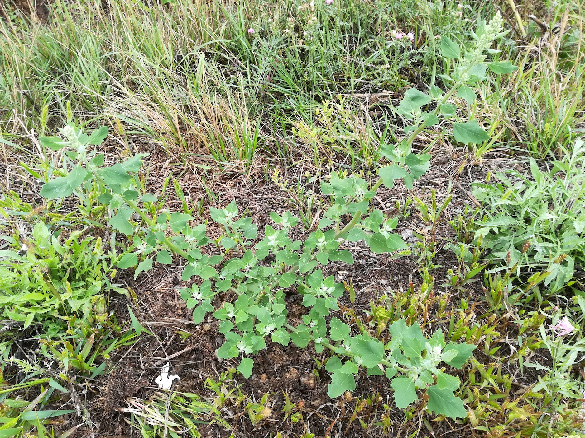 chenopodium cf. opulifolium nahe bhf gramatneusiedl_20180903_135312.jpg