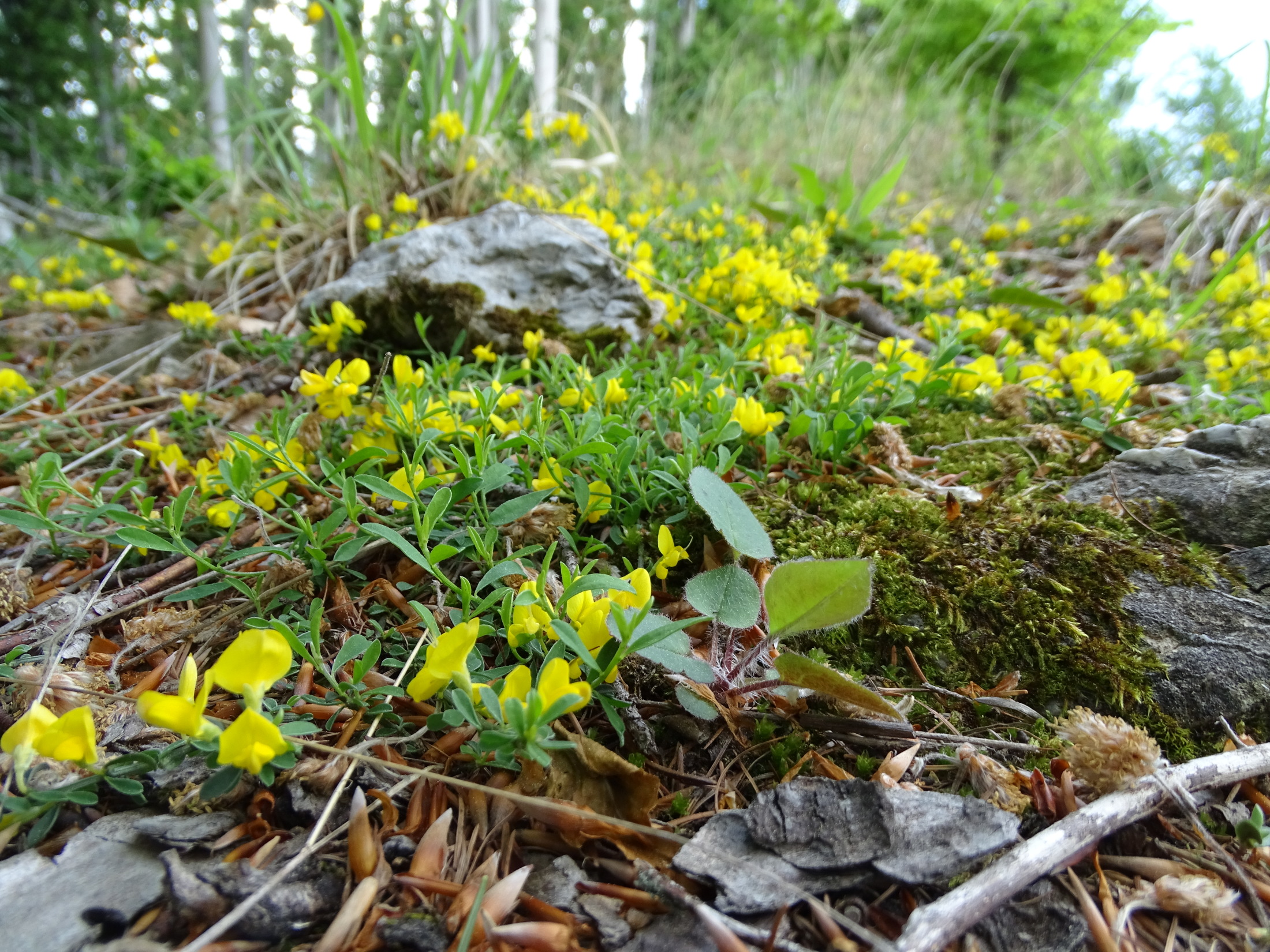 Genista pilosa_niesenbacher kogel2.JPG