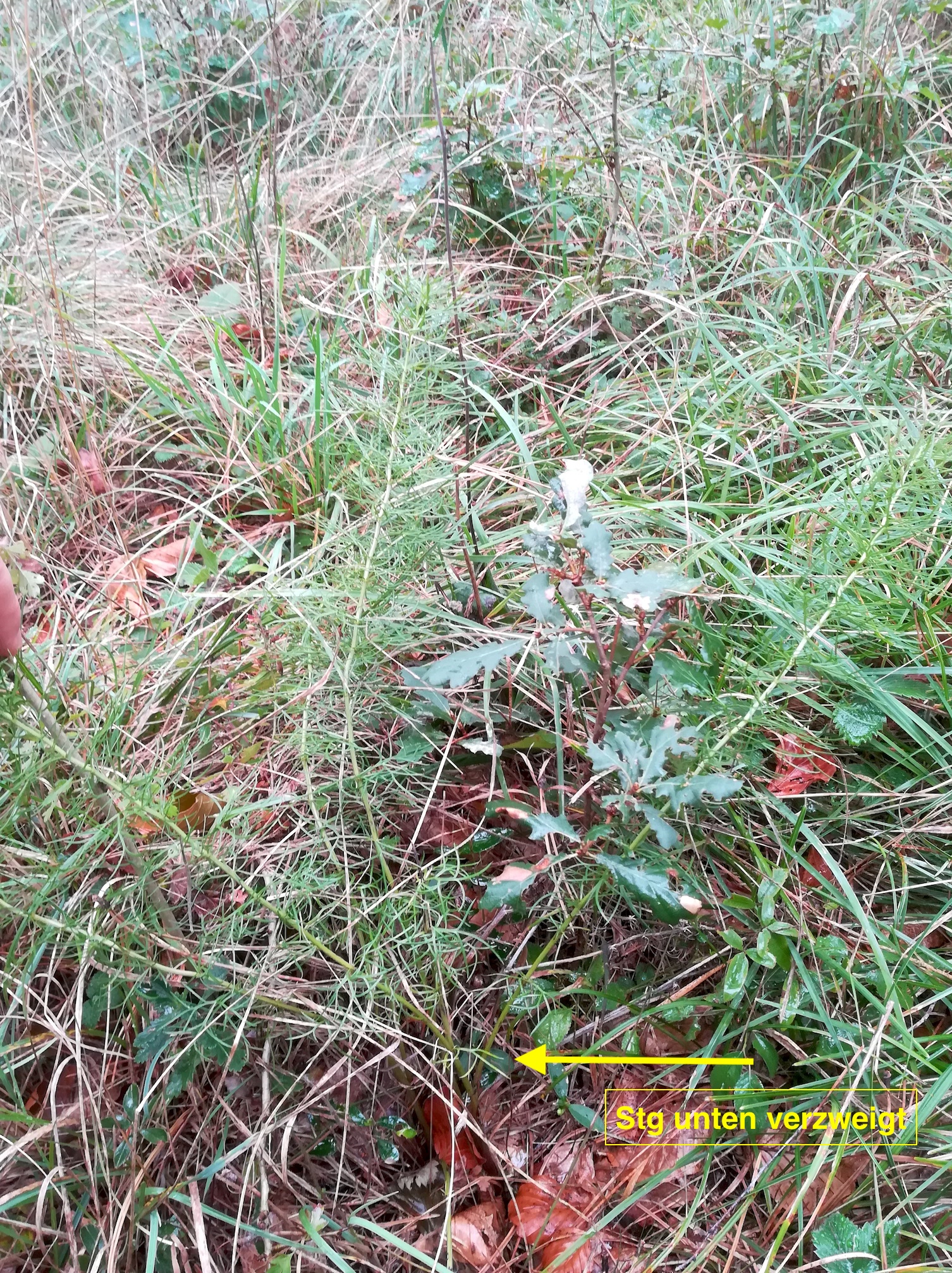 cf. senecio abrotanifolius hirtenberg_20180914_141147.jpg