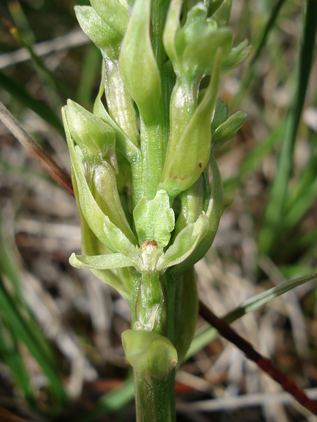Gym.conopsea.fo.chlorantha.T-Golzentipp.11 Jul.17.JPG