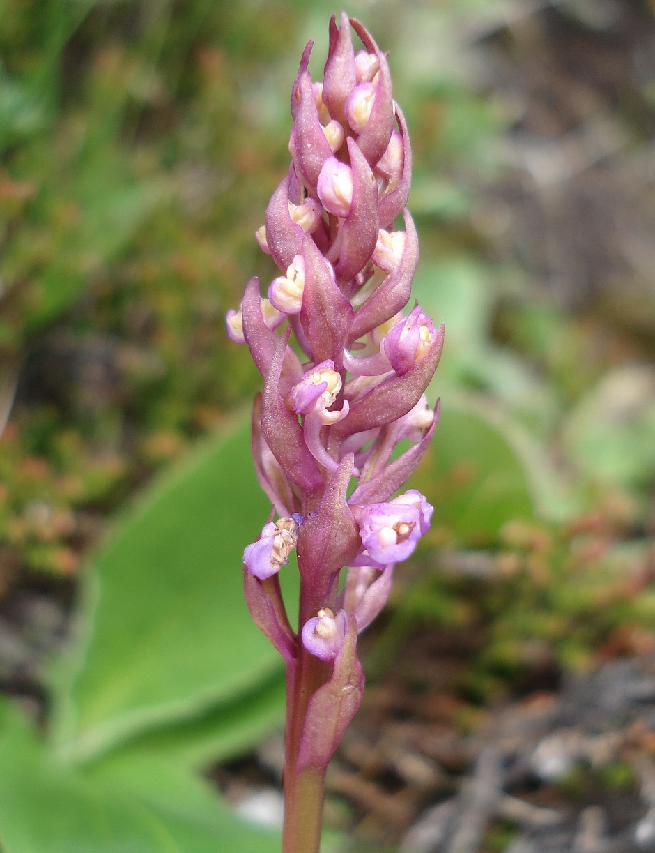 Gym.conopsea.Abnormalität.T-Golzentipp 14.7.2016.JPG