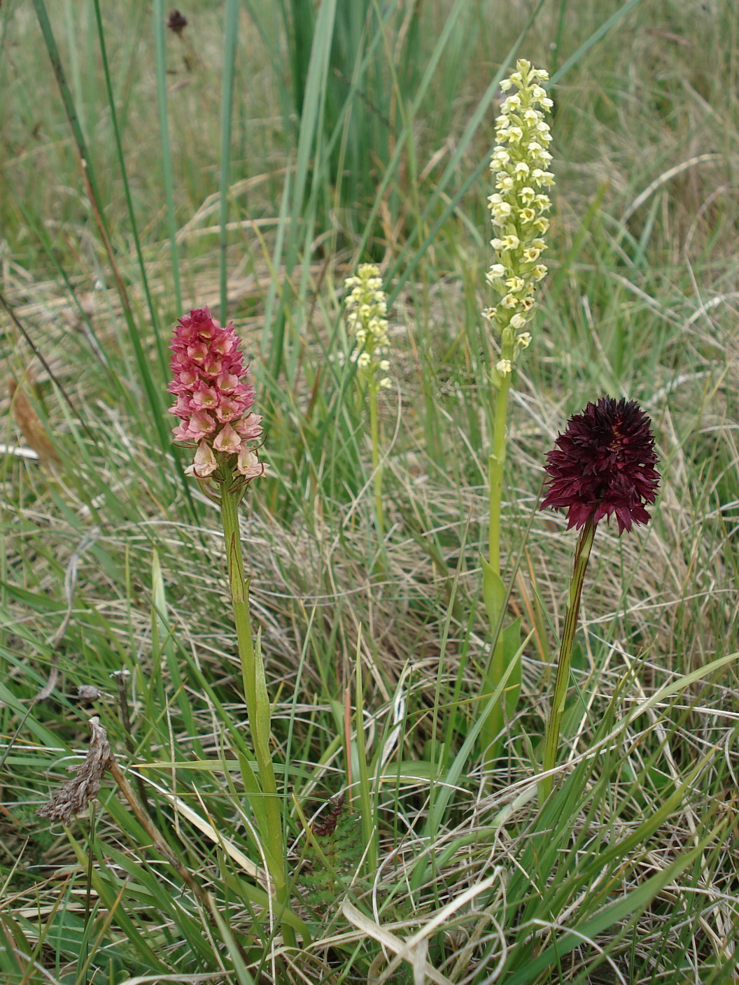 Nigritella rhellicani × Pseudorchis albida, Golzentipp, 11. Juli 2017, N. Griebl.JPG