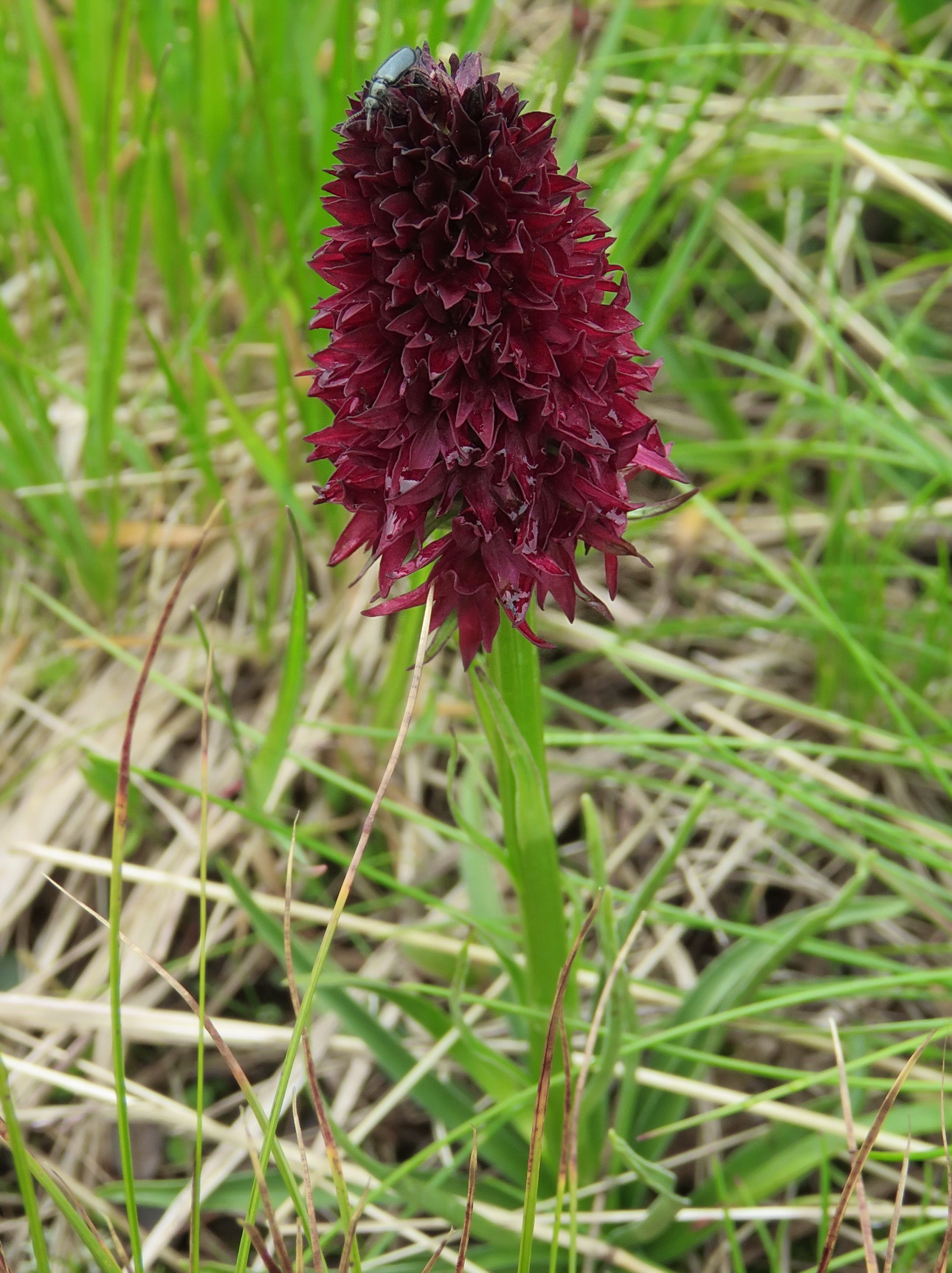 Nigritella rhellicani, Golzentipp, 13. Juli 2017, A. Fröhlich.JPG