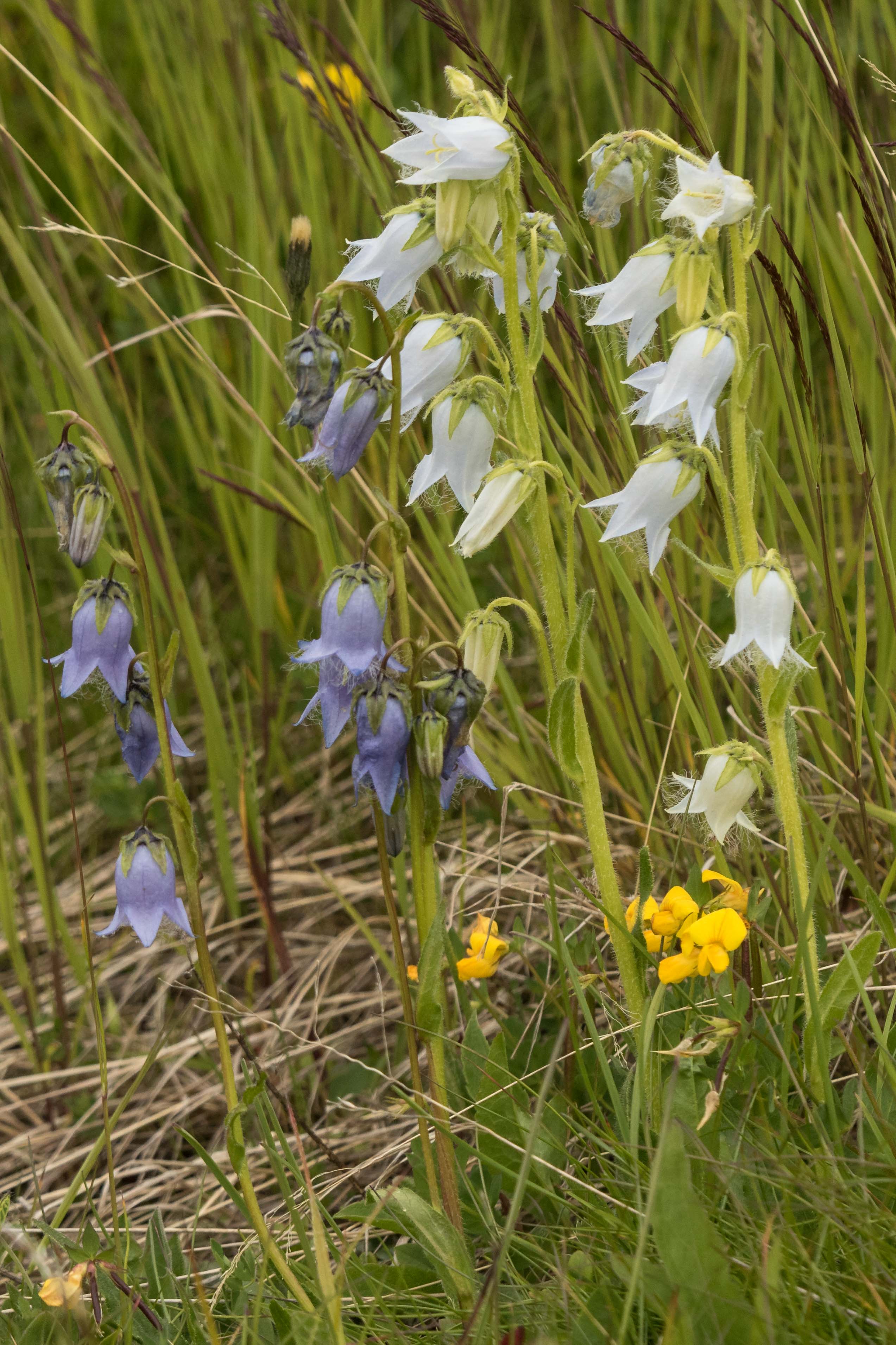 Campanula_barbata_weißblühend.jpg