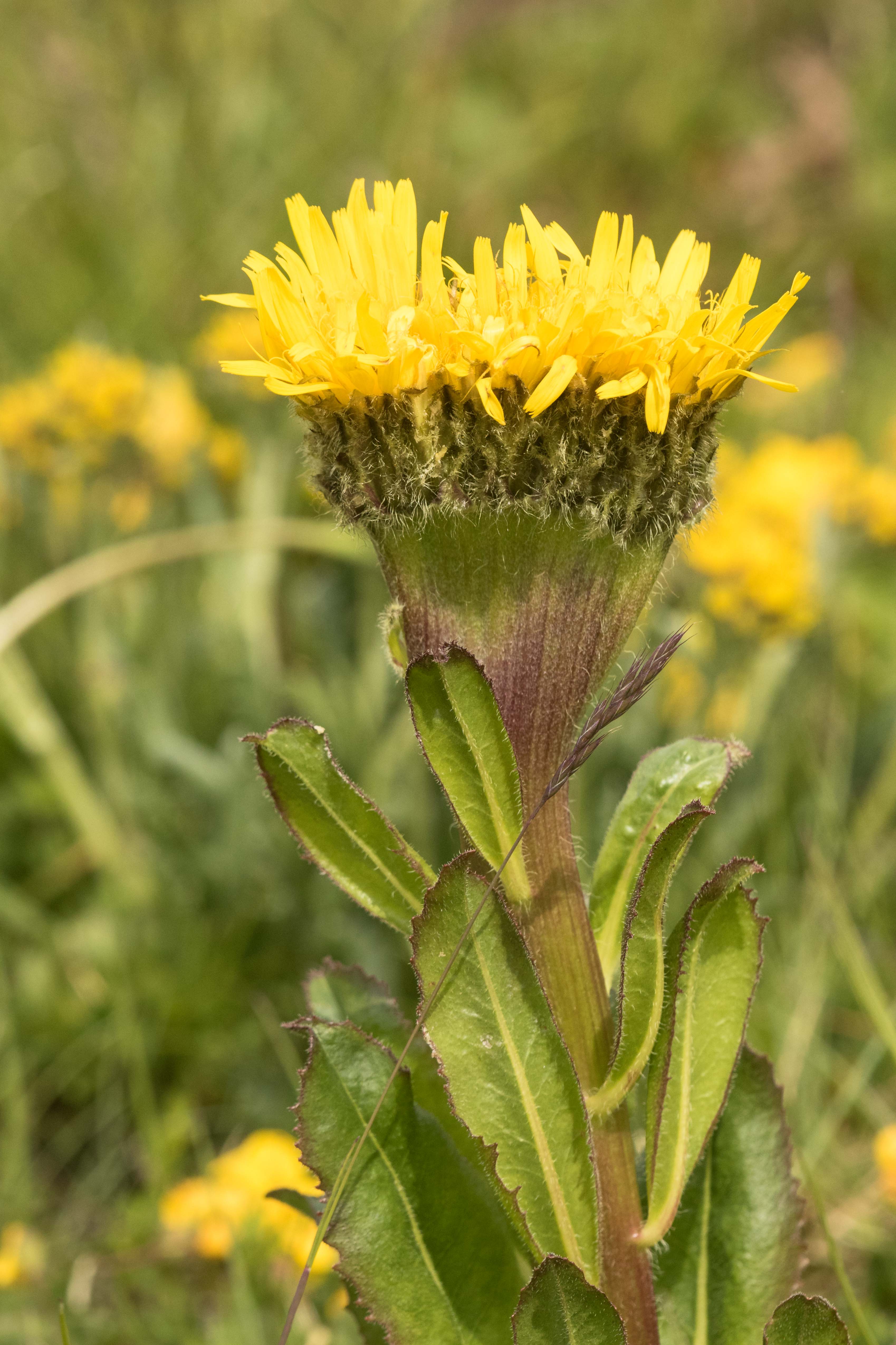 Hypochaeris uniflora_Verbänderung.jpg