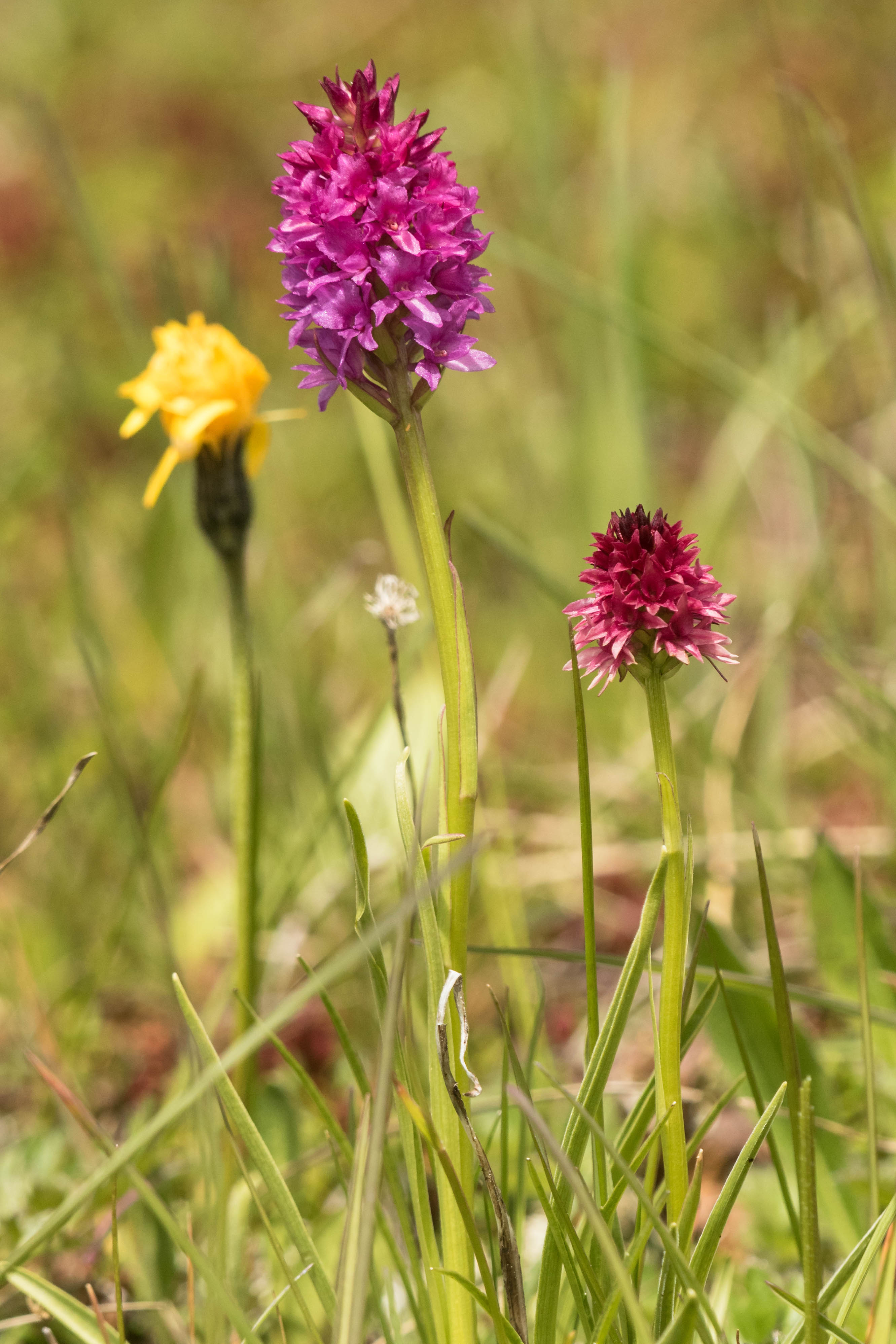 x Gymnigritella suaveolens und Nigritella bicolor.jpg