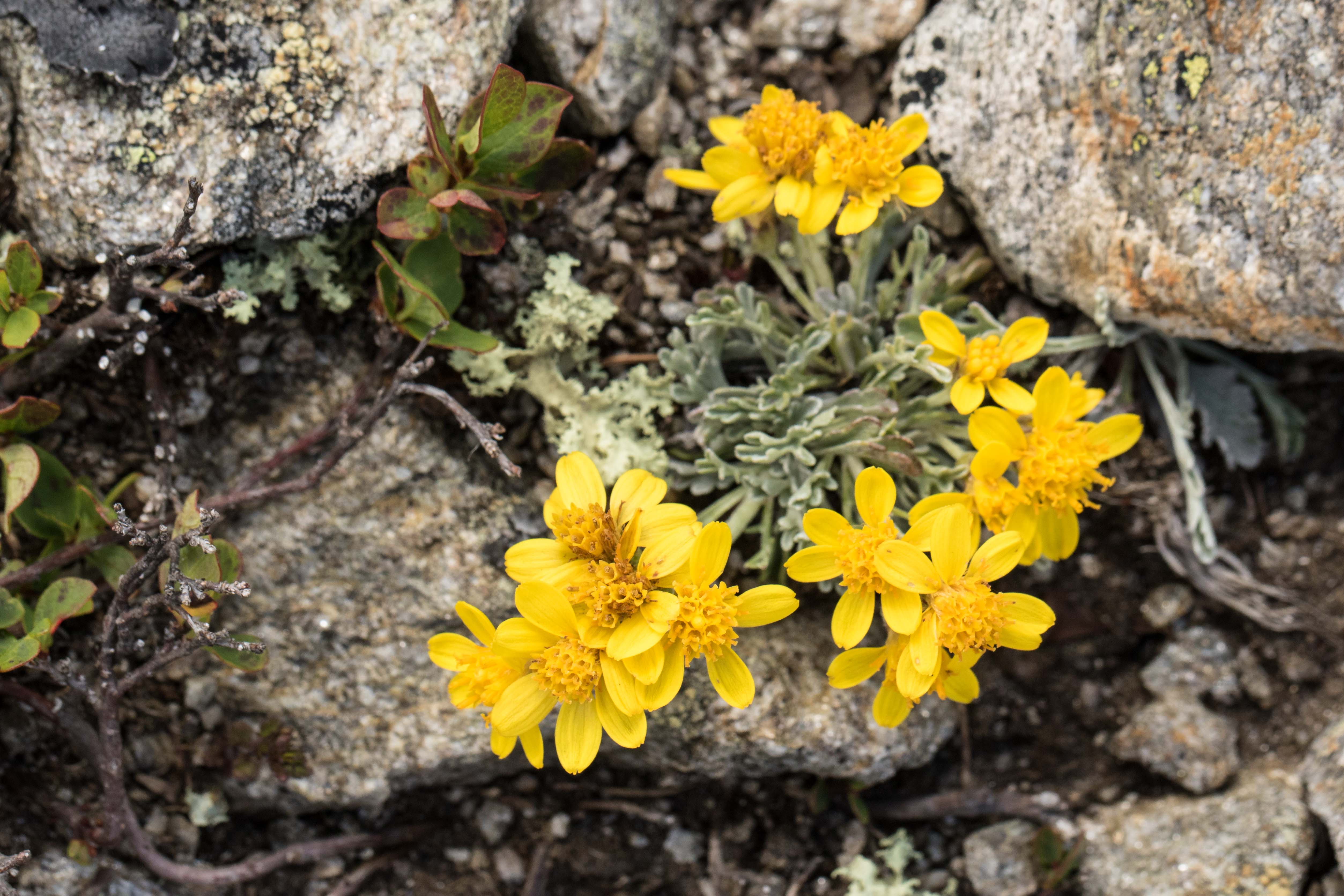 Senecio insubricus.jpg