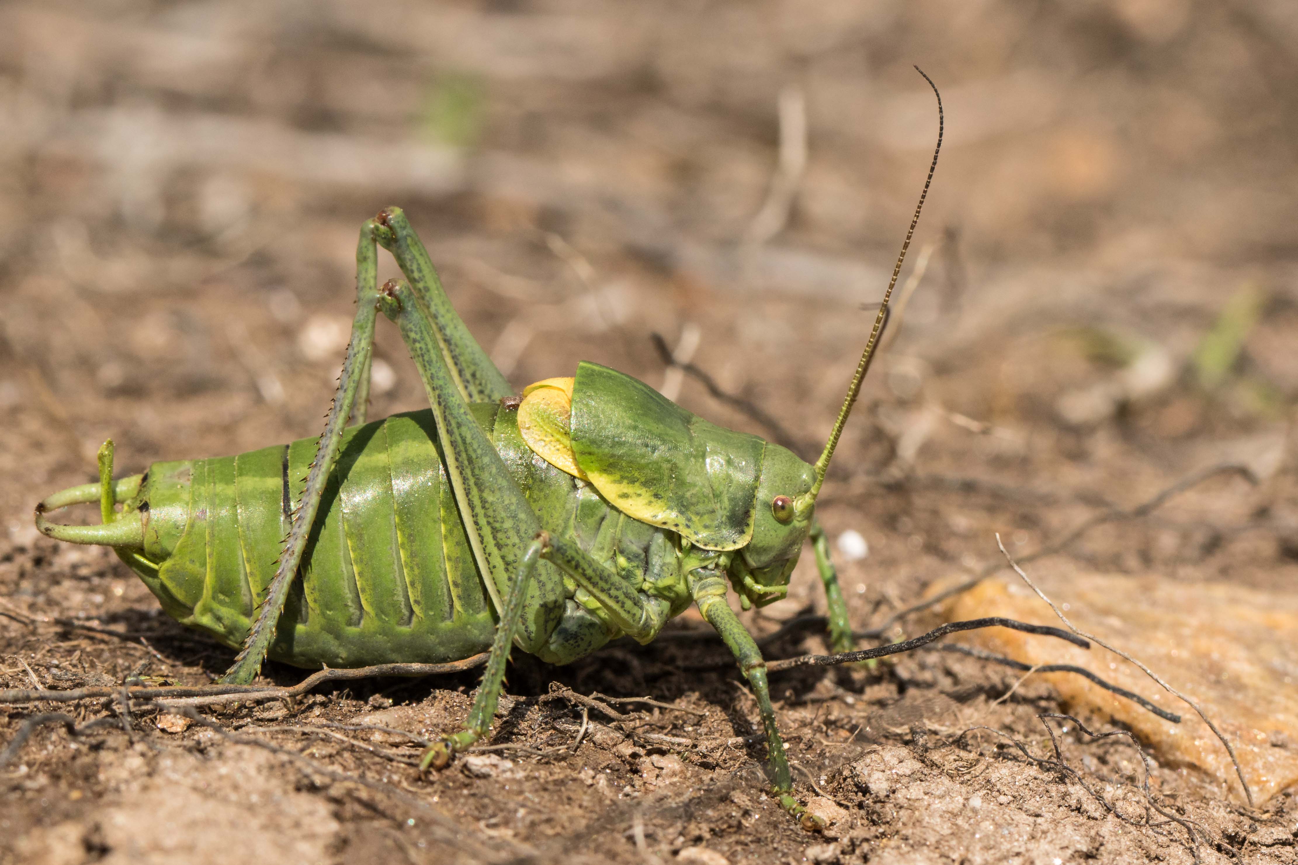 Polysarcus denticauda.jpg
