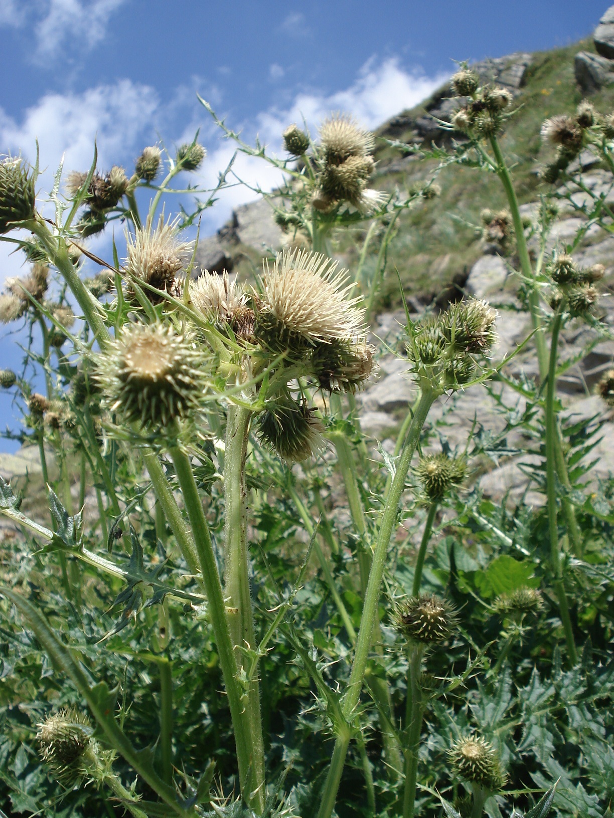 Cirsium.erisithales x spinosissimum Golzentipp.jpg