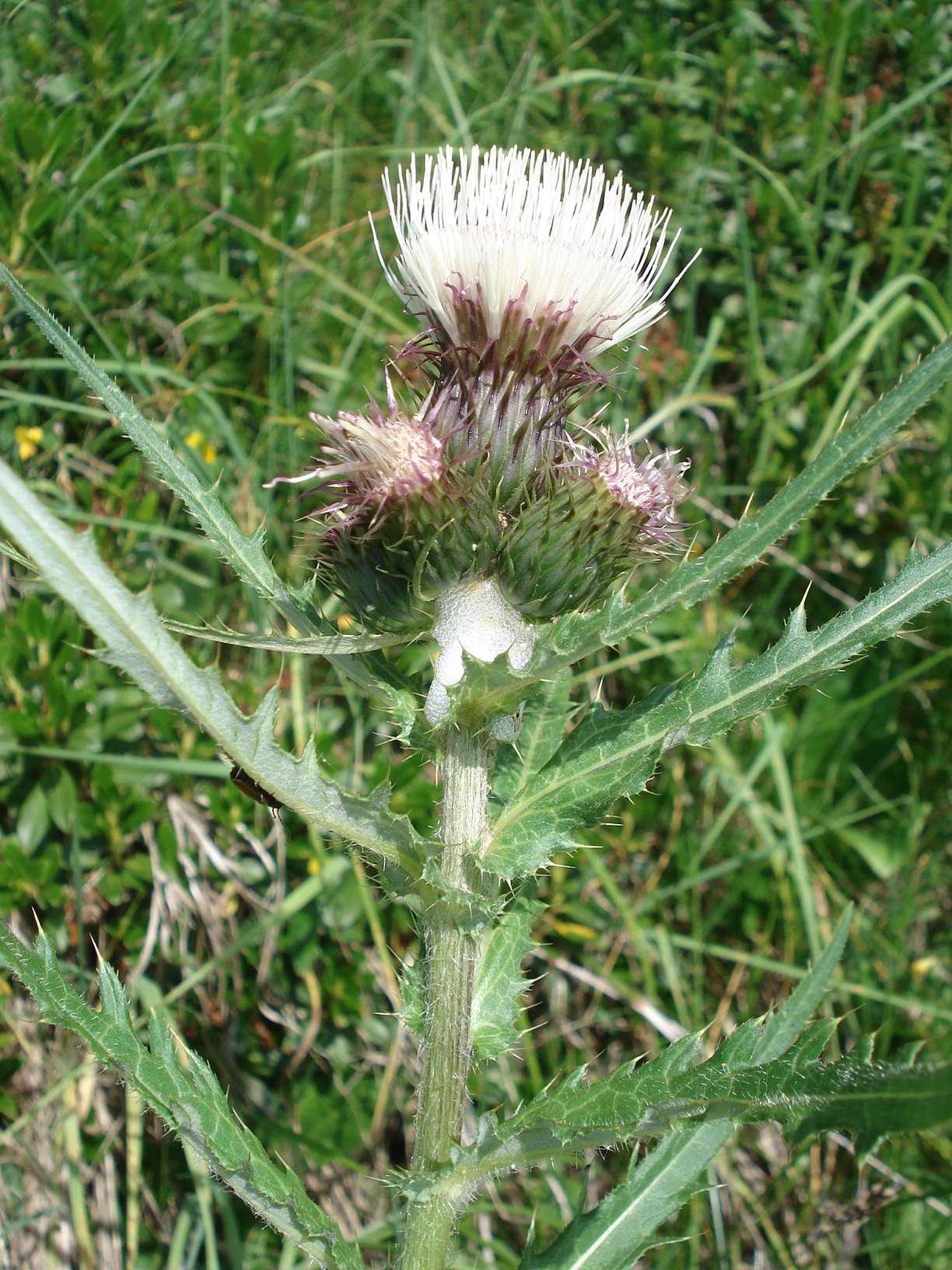 Cirsium.heterophyllum x spinosissimum Goltzentipp.jpg