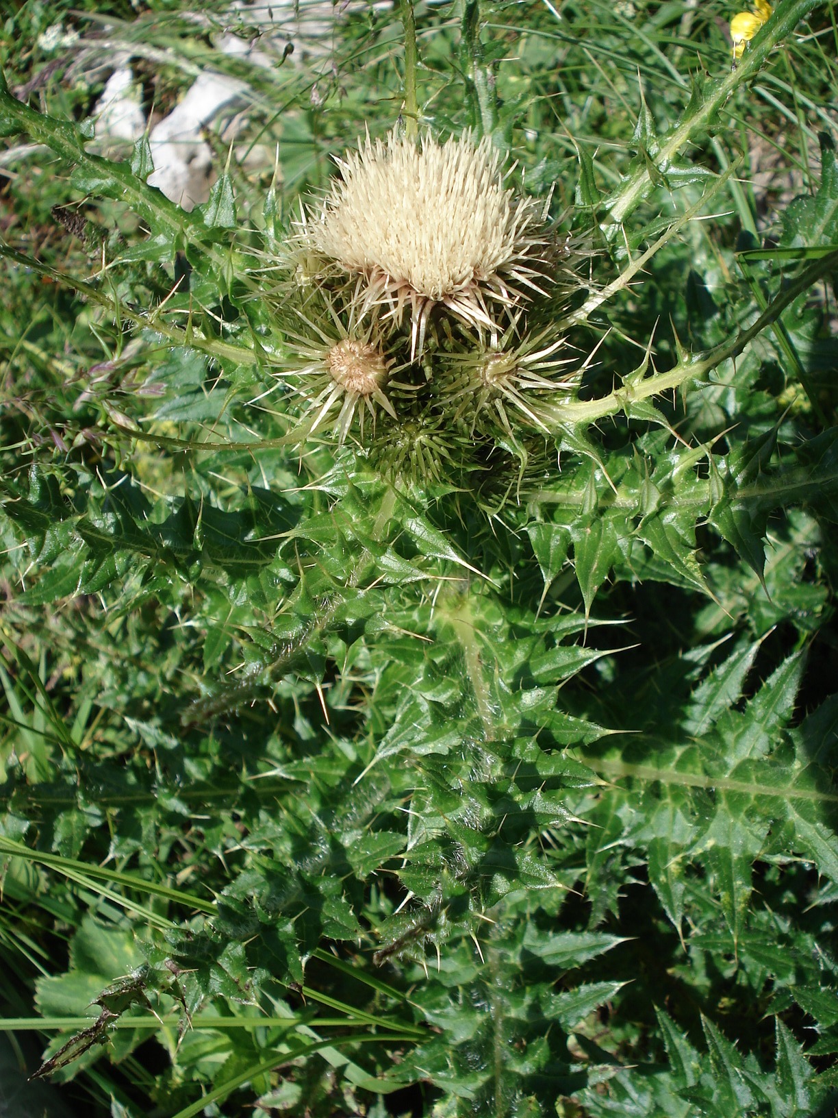 Cirsium.palustre x spinosissimum.jpg