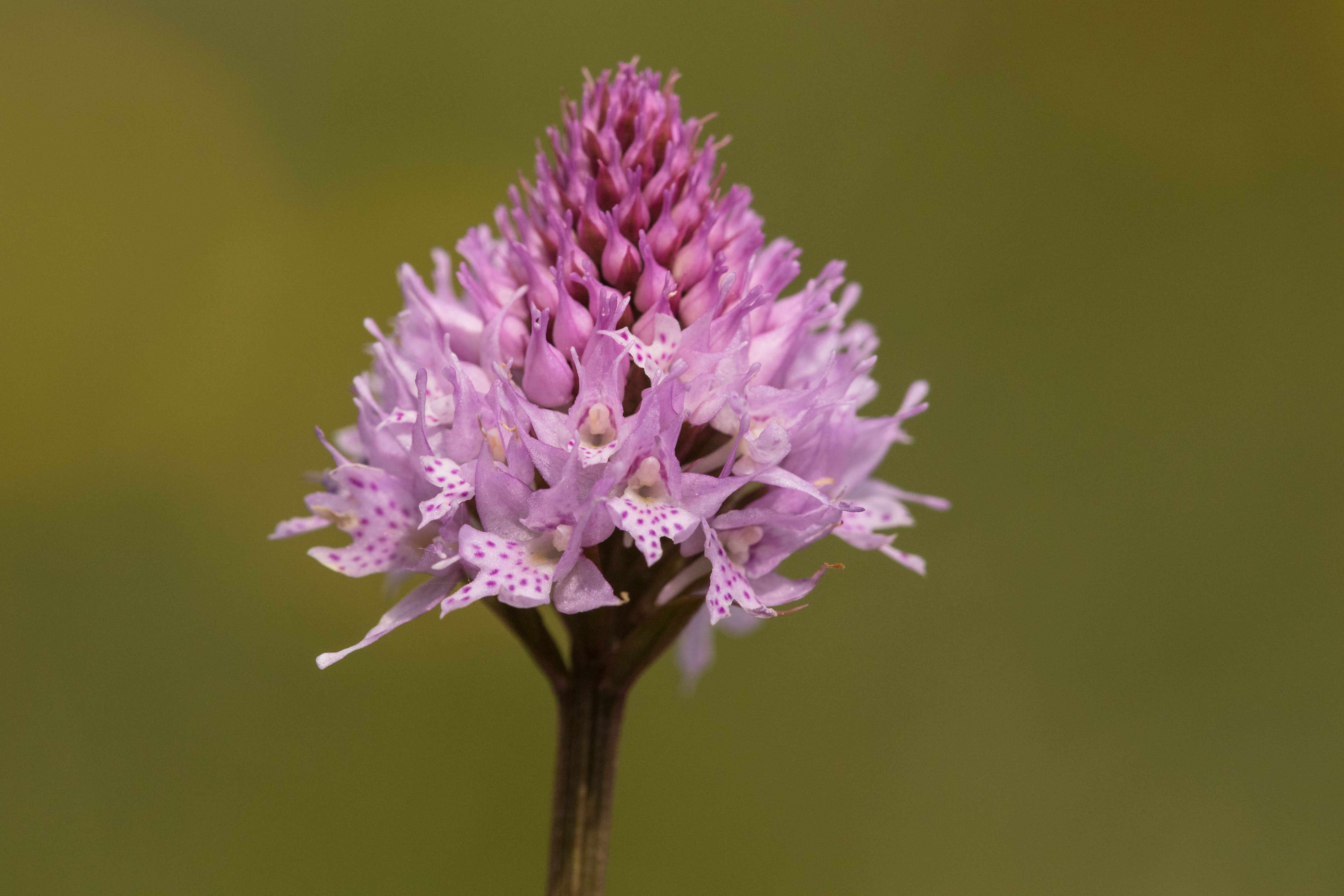 Traunsteinera globosa.jpg