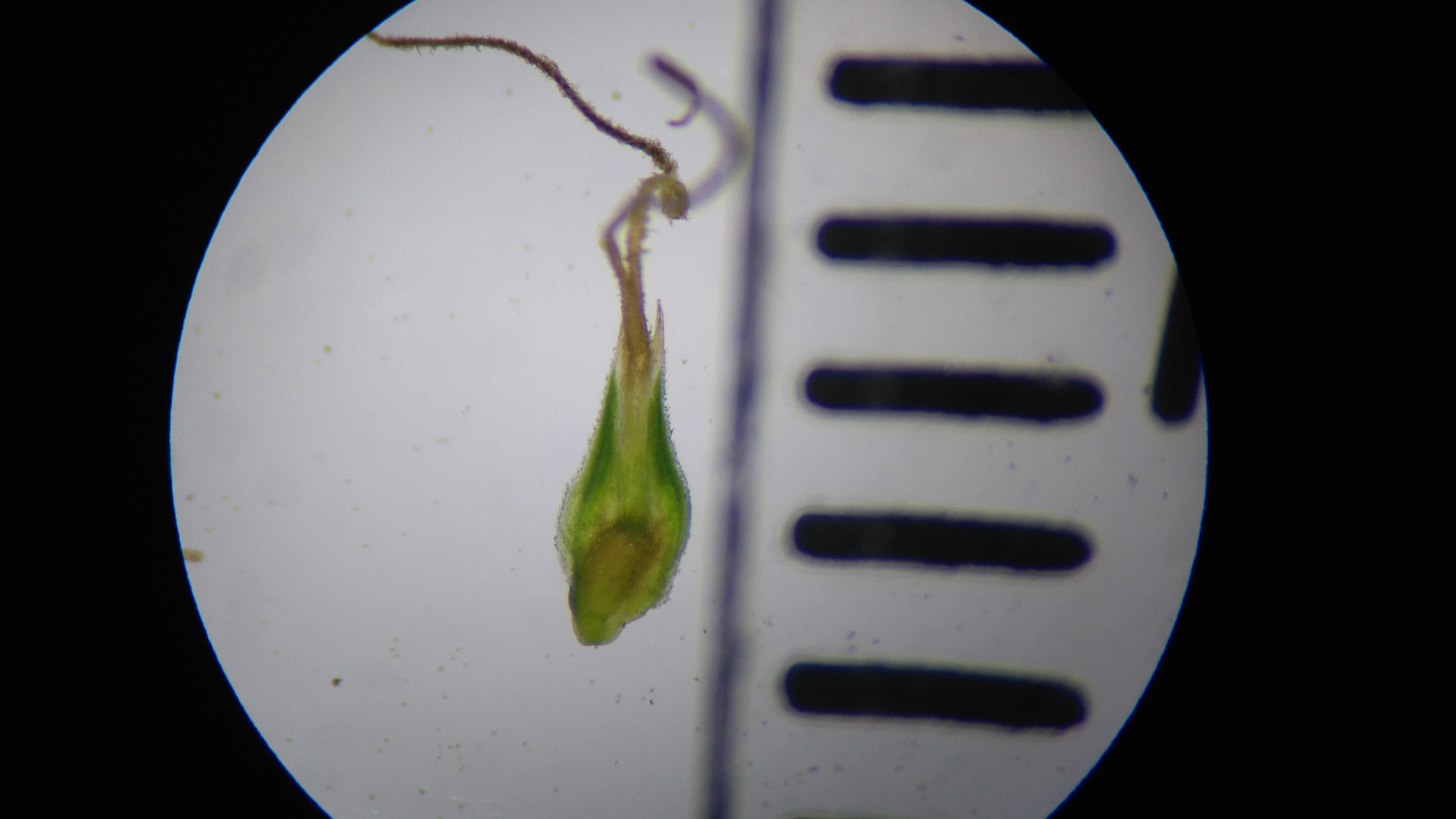 carex praecox_8154.JPG