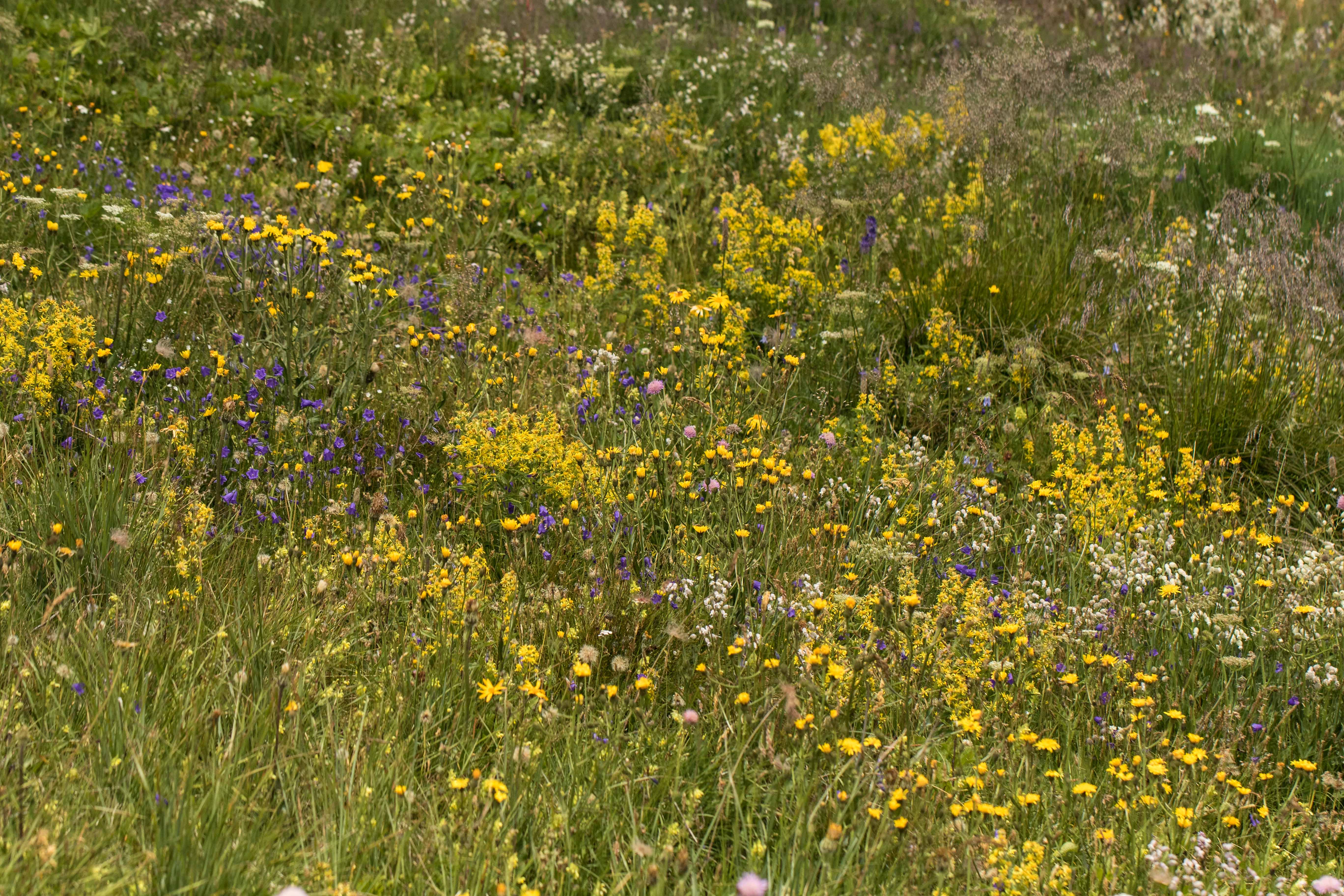 Spätsommeraspekt Schipistenrand_1.jpg