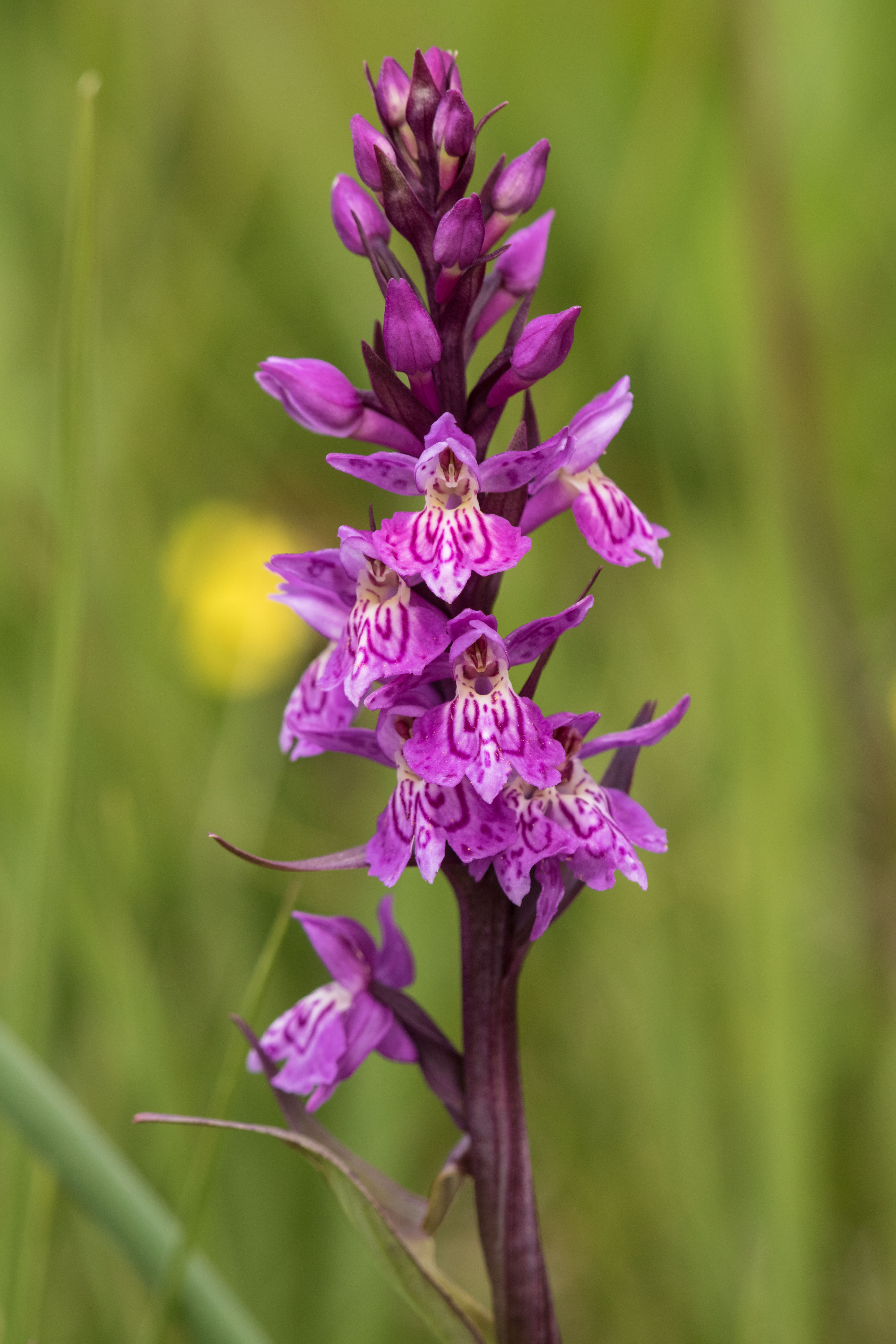 Dactylorhiza spec.1.jpg