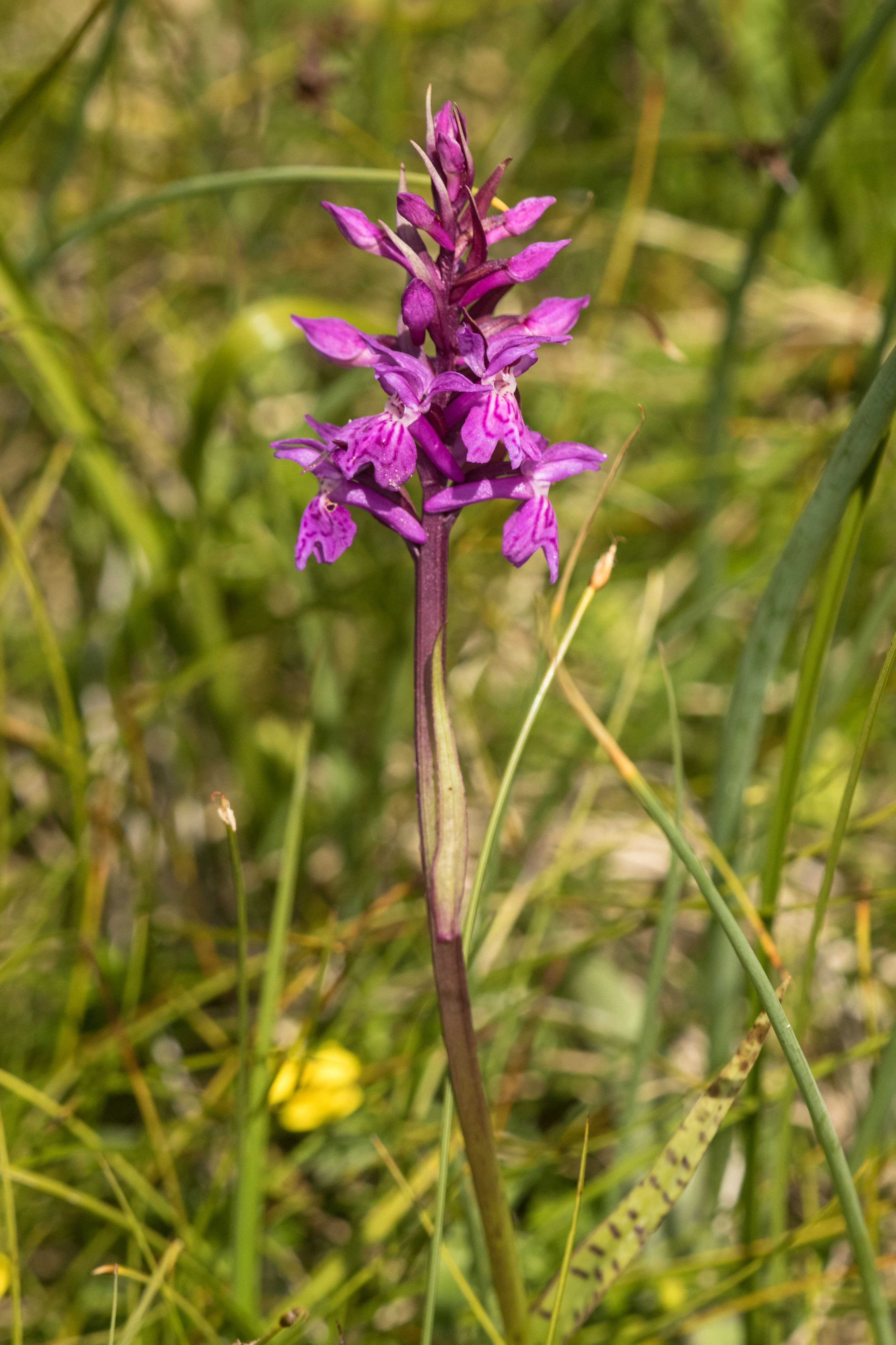 Dactylorhiza spec.2_1.jpg