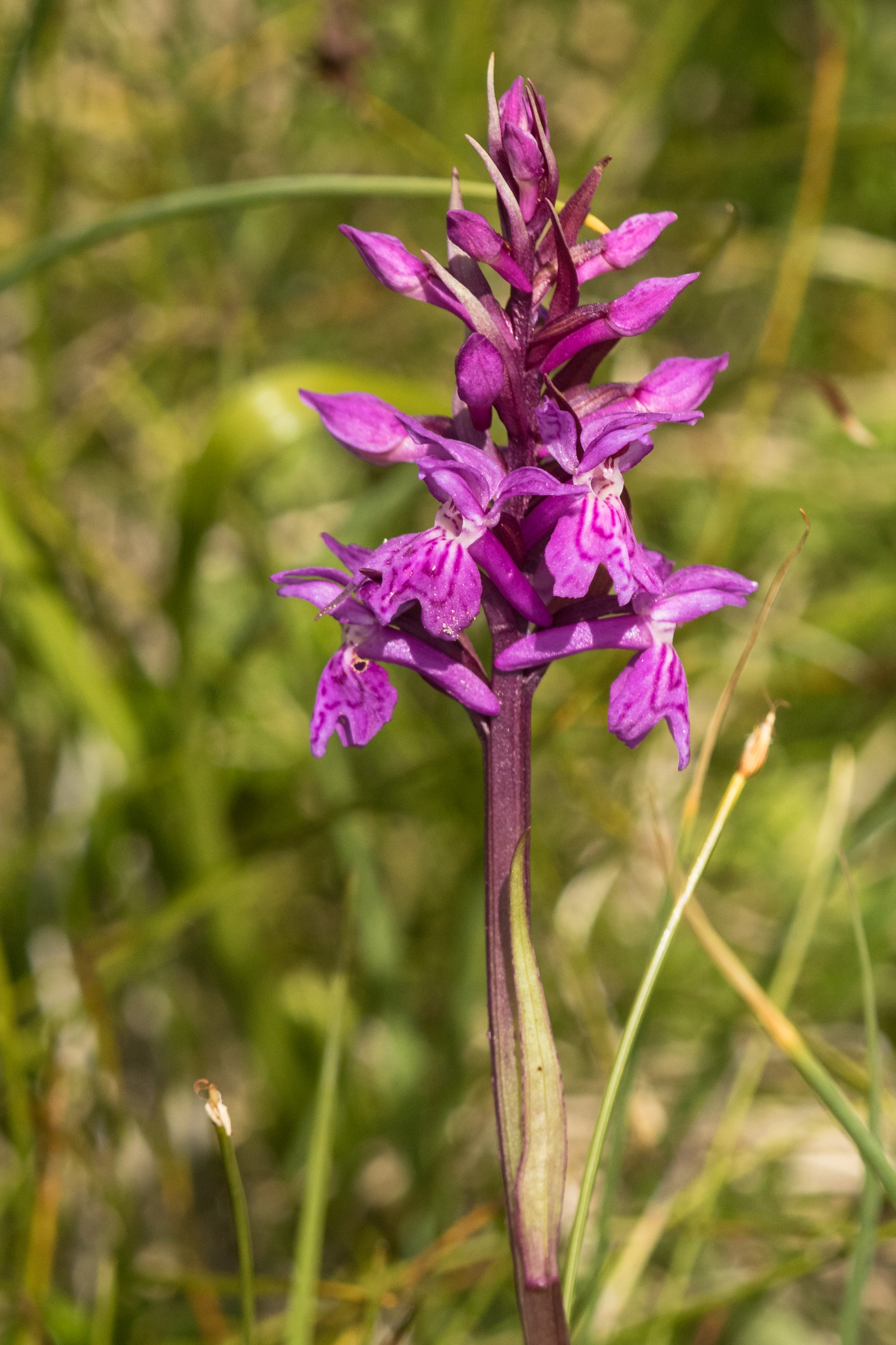 Dactylorhiza spec.2.jpg