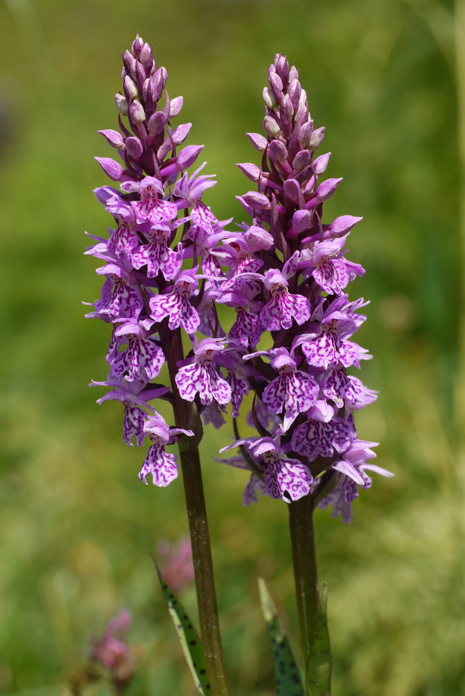 Dac.fuchsii x majalis Golzentipp.JPG