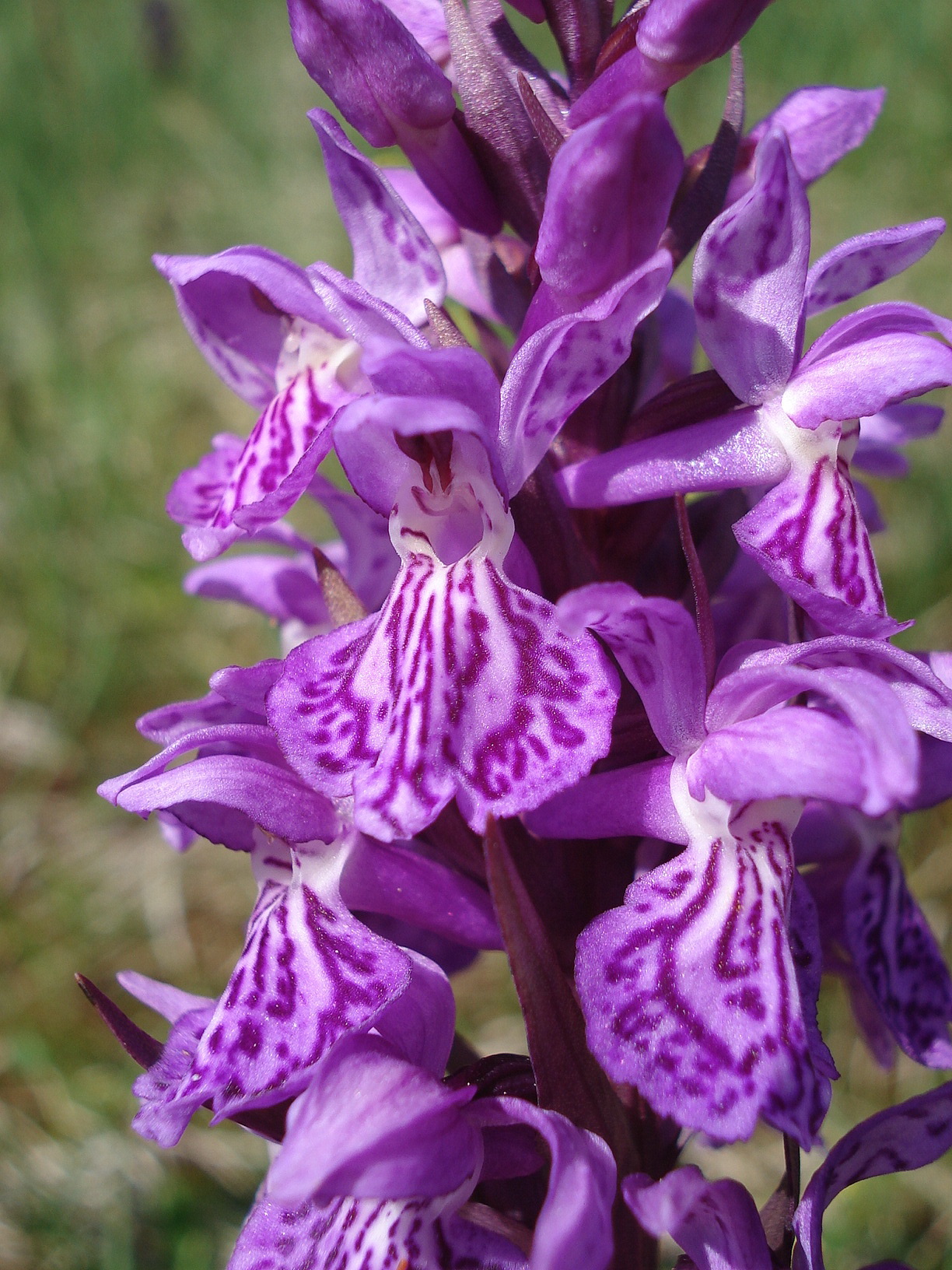 Dac.fuchsii x majalis ssp.alpes.Golzentipp.jpg