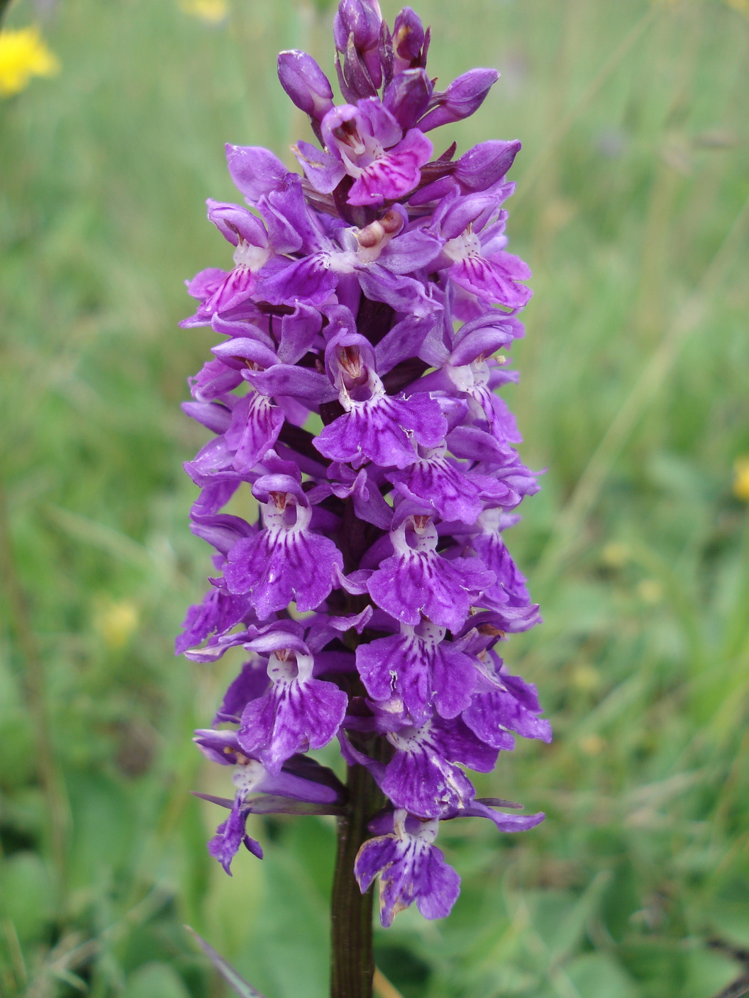 Dac.fuchsii x majalis.T-Golzentipp 11.Jul.17.JPG