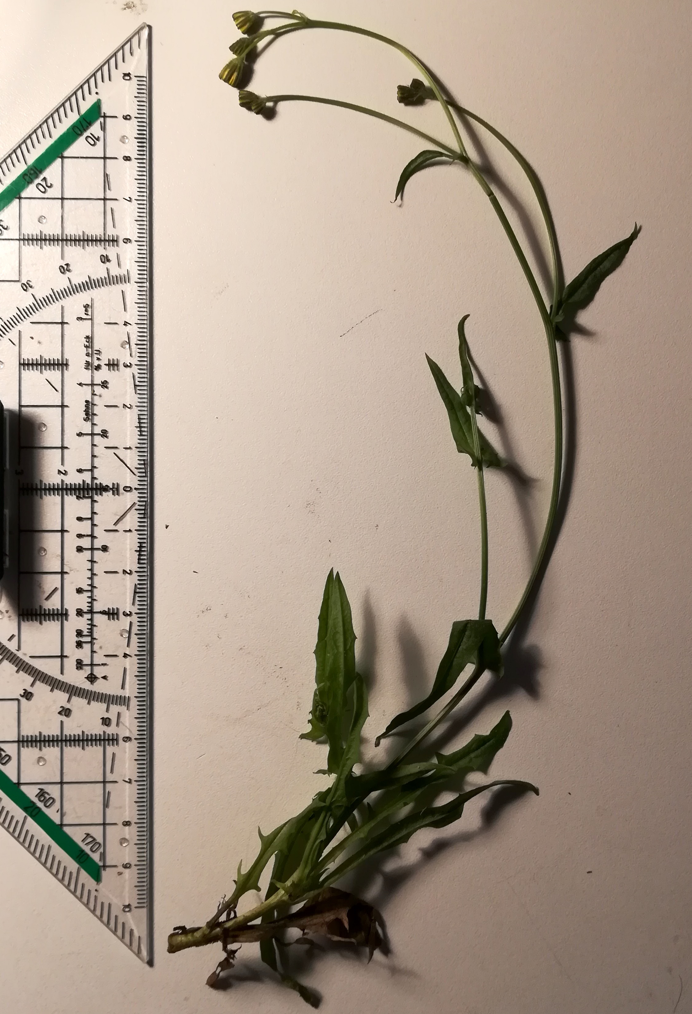 cf. crepis paludosus wildungsmauer_20181111_195308.jpg