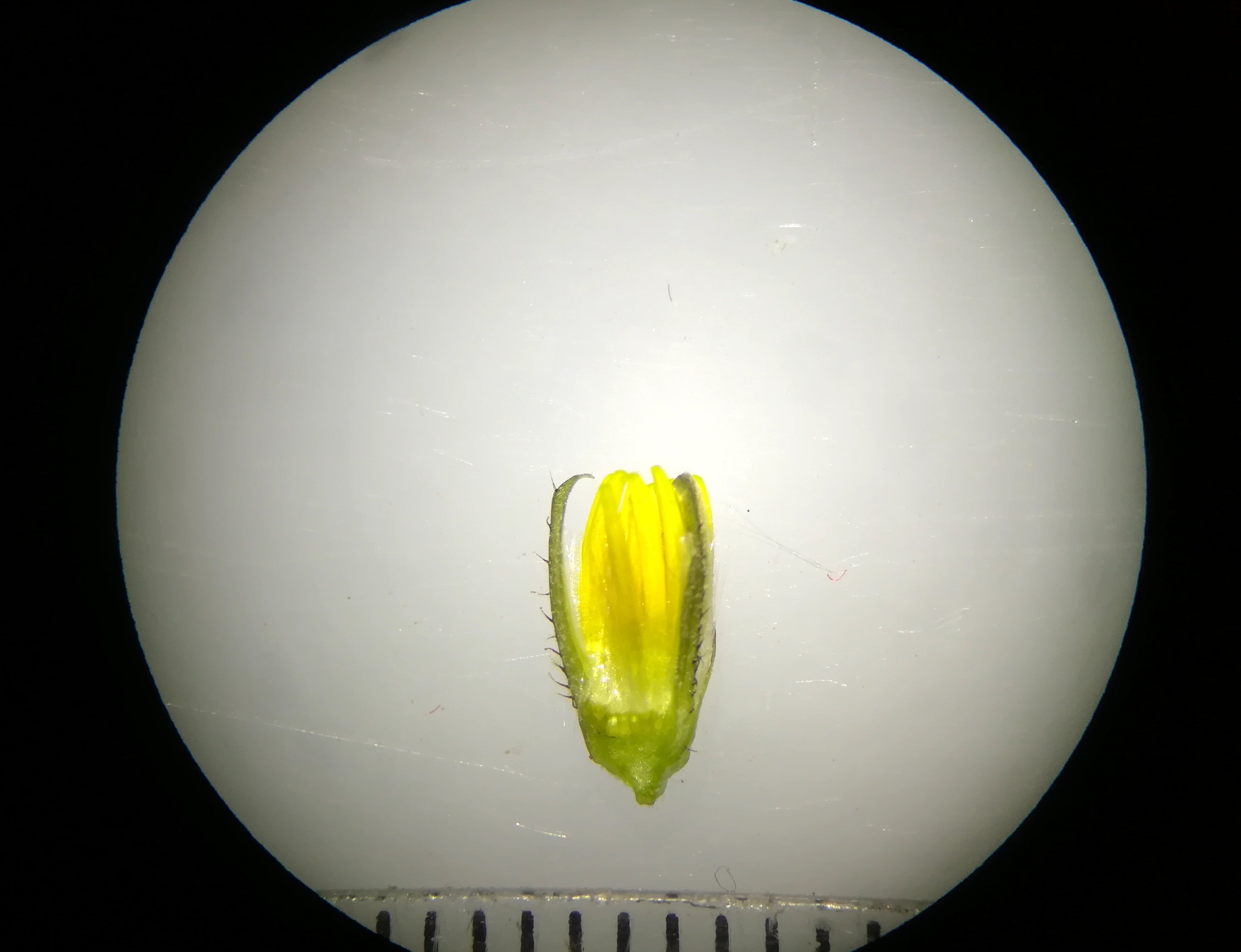 cf. crepis paludosus wildungsmauer_20181111_195915.jpg