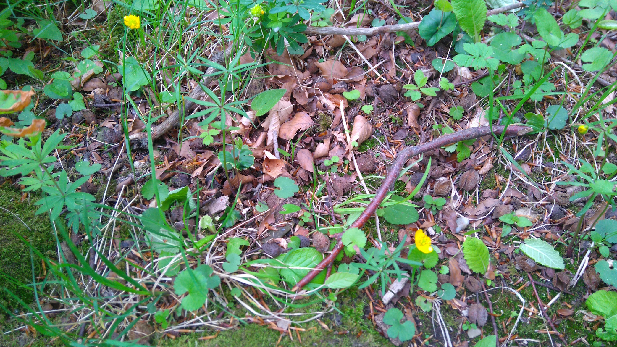 ranunculus auricomus_8204.JPG