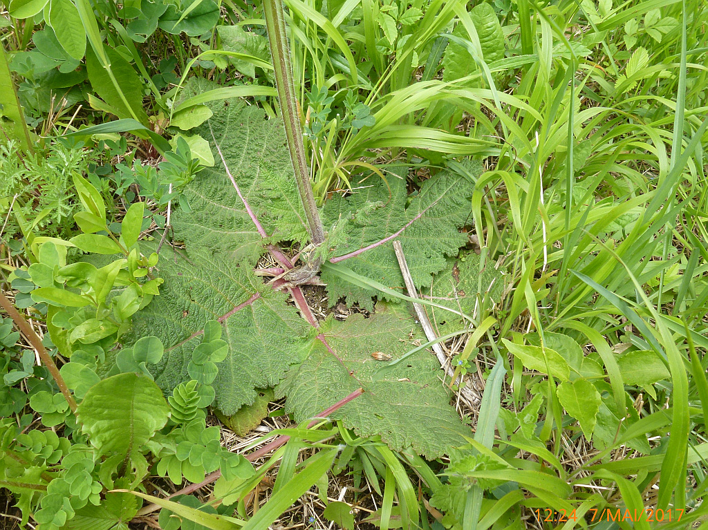 P1390092 sehr charakteristische Blattrosette.jpg