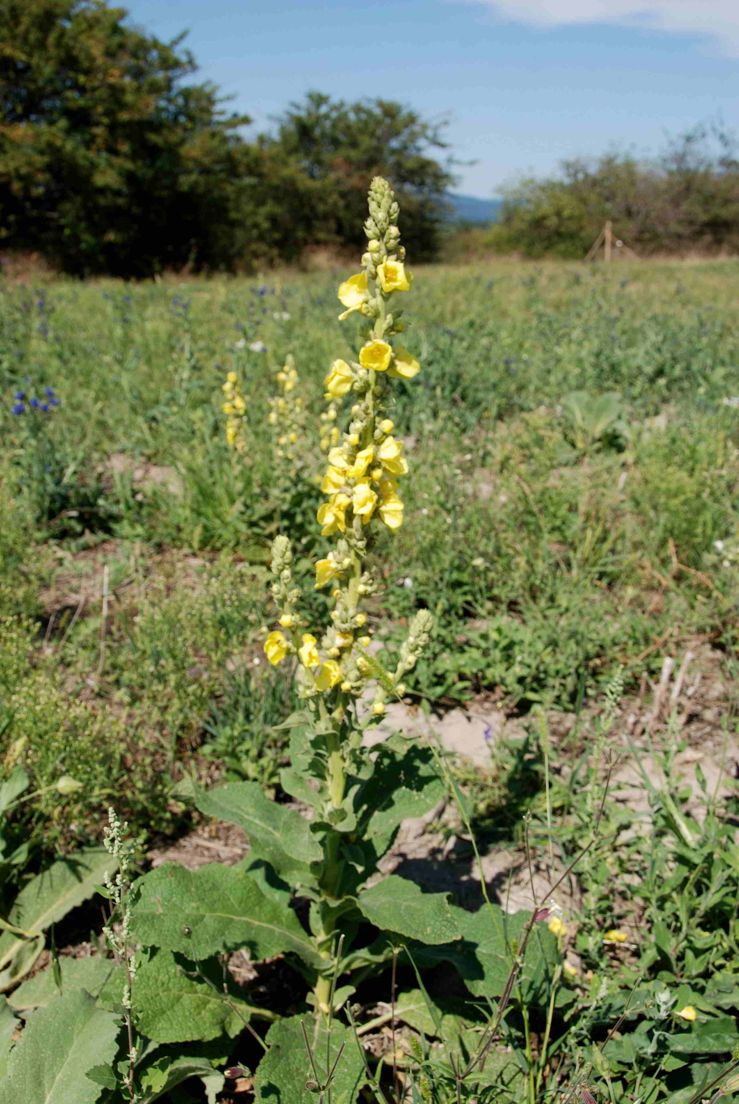 Siegendorf-27082018-(1) - Verbascum.JPG