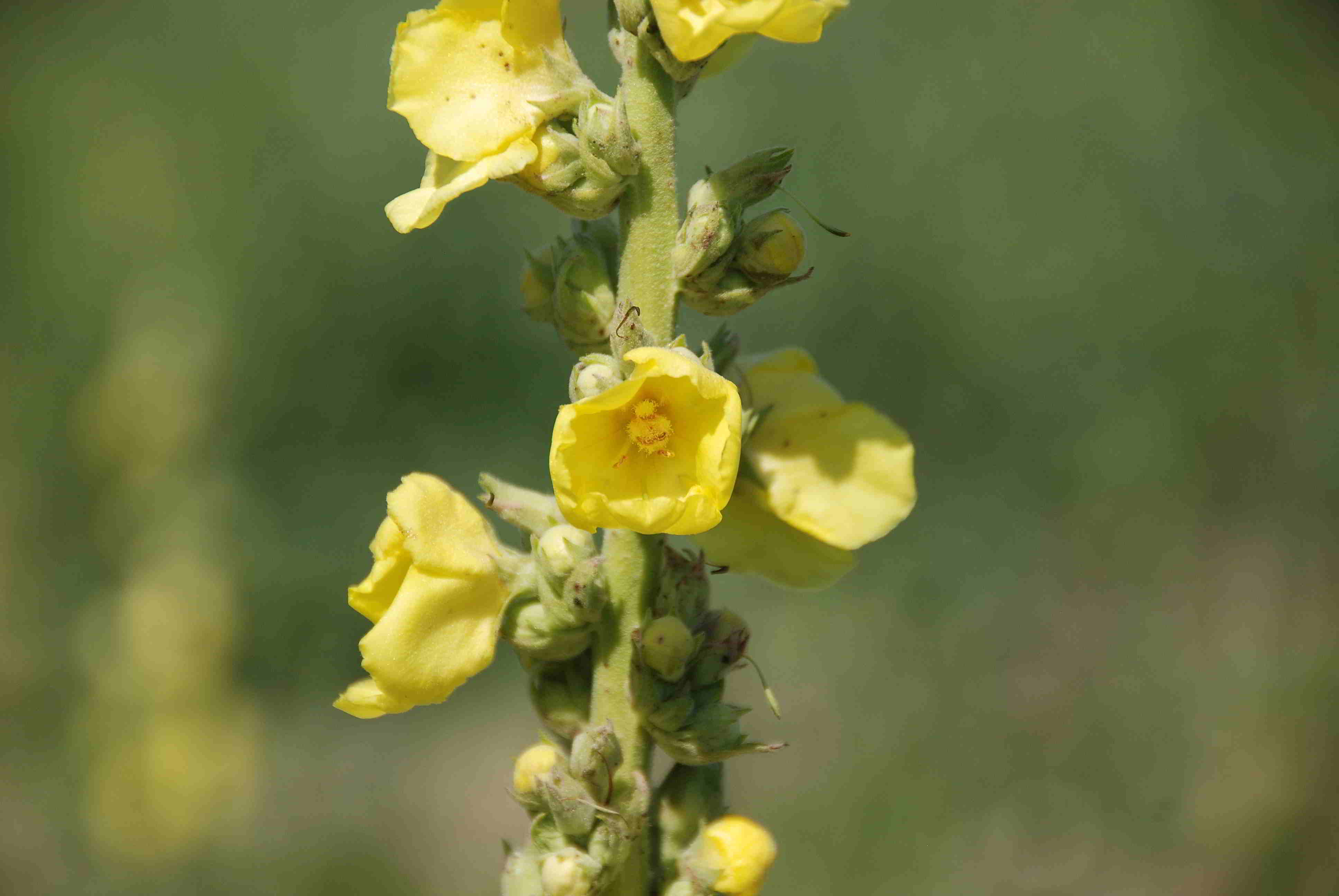 Siegendorf-27082018-(3) - Verbascum.JPG