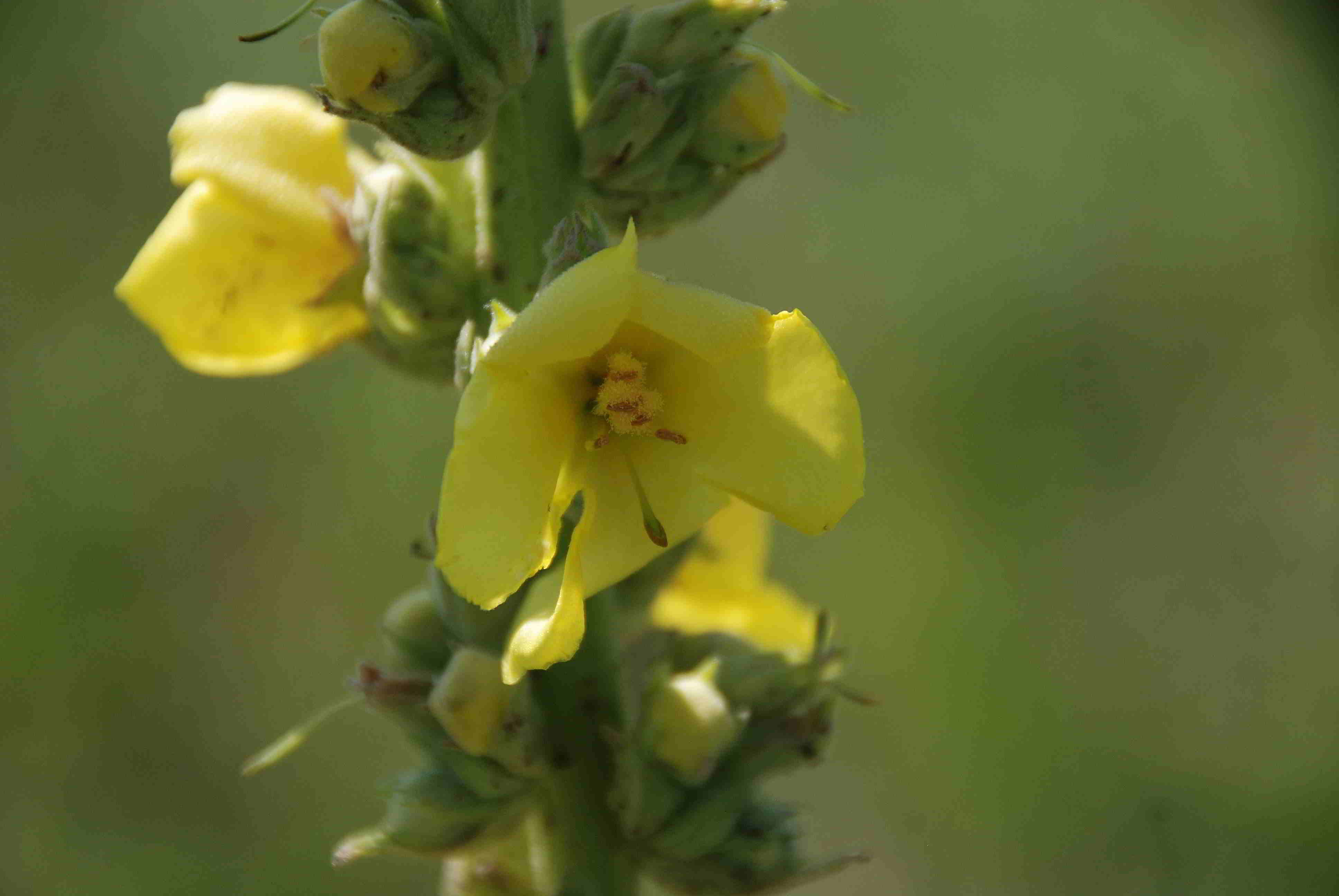 Siegendorf-27082018-(4) - Verbascum.JPG