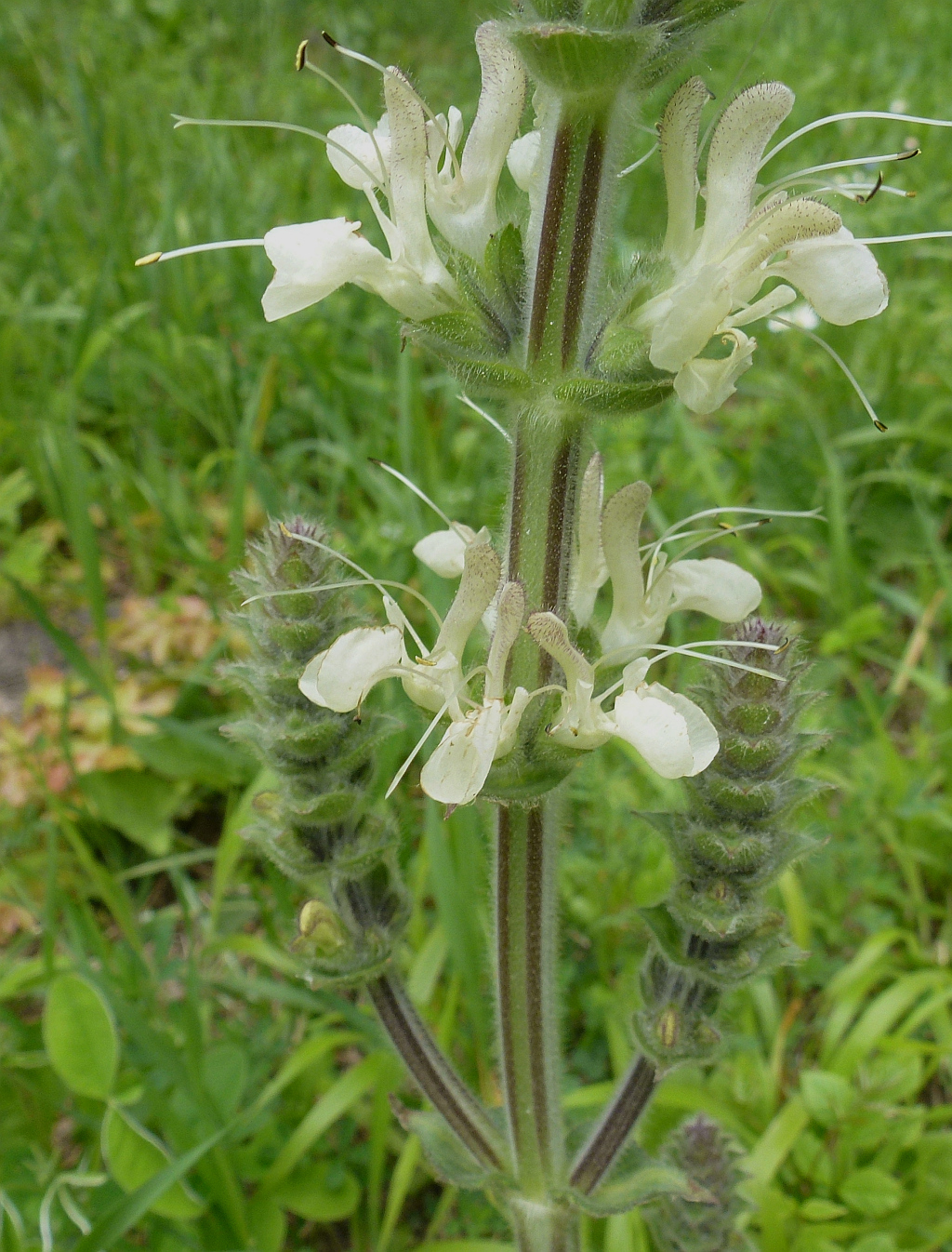 P1390093 blüte as.jpg