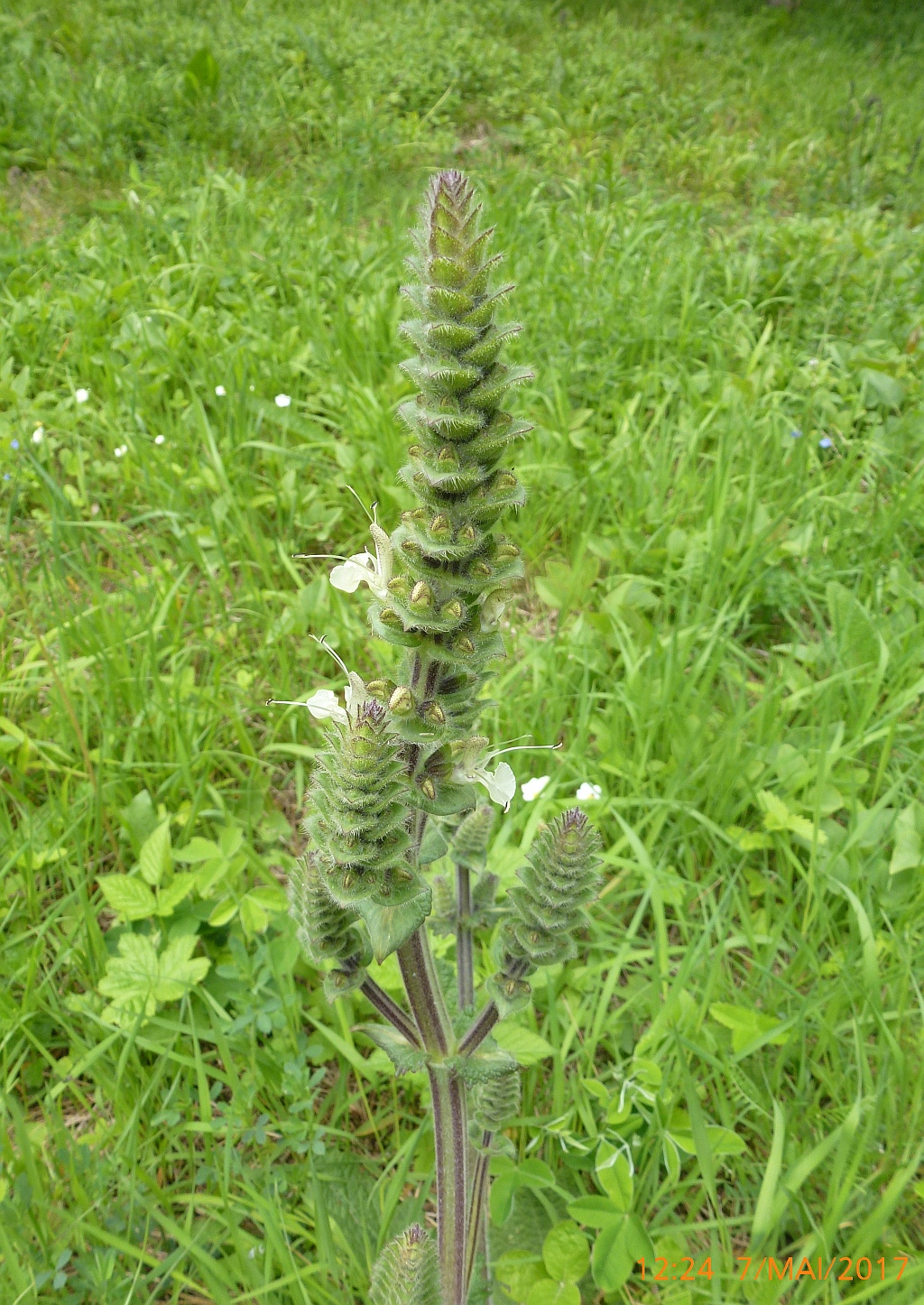 P1390095 and exemplar.jpg