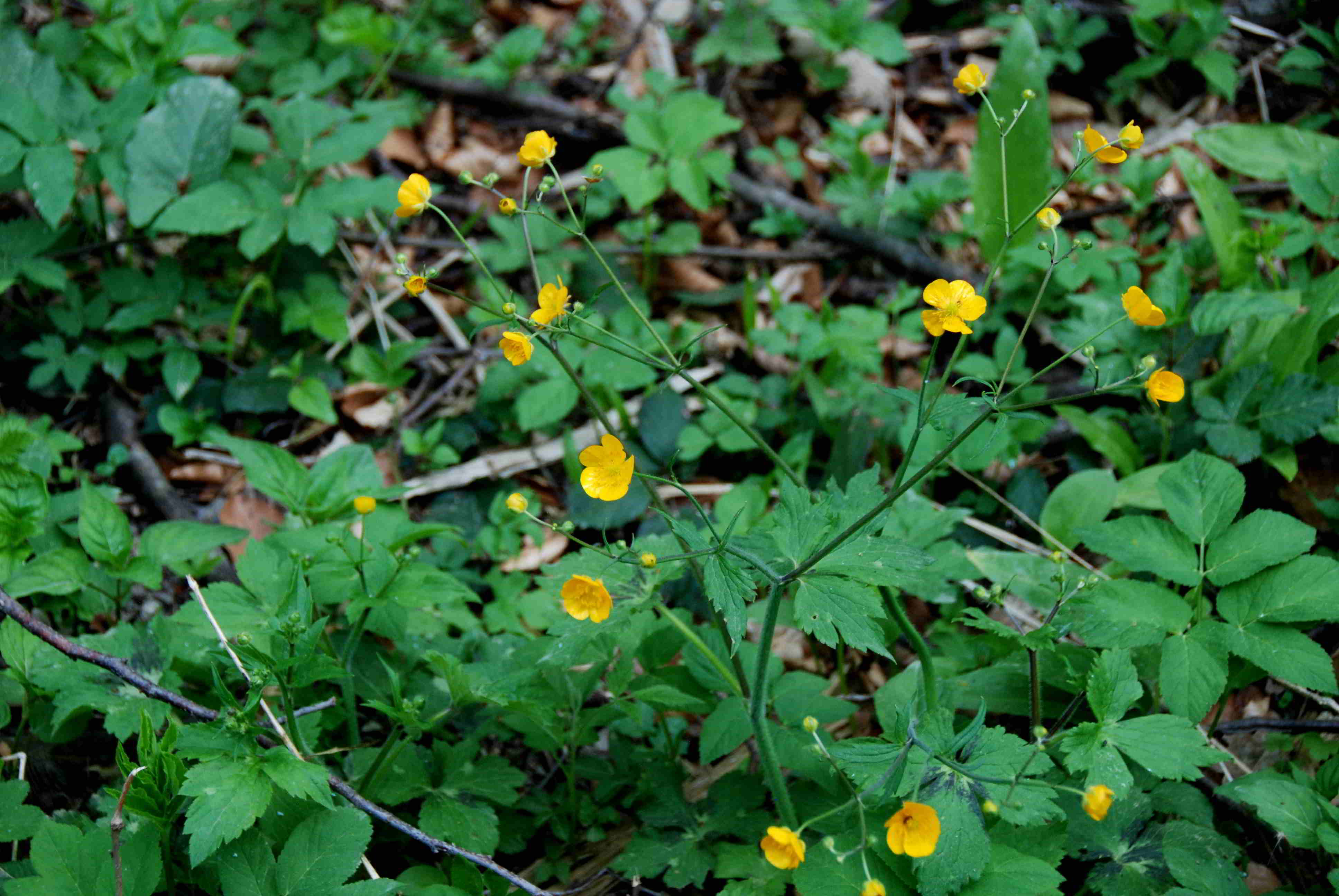 Breitenfurt - Forstweg Golfplatz - Wiesenwirt 02042018-(3) - Woll-Hahnenfuss fraglich.JPG